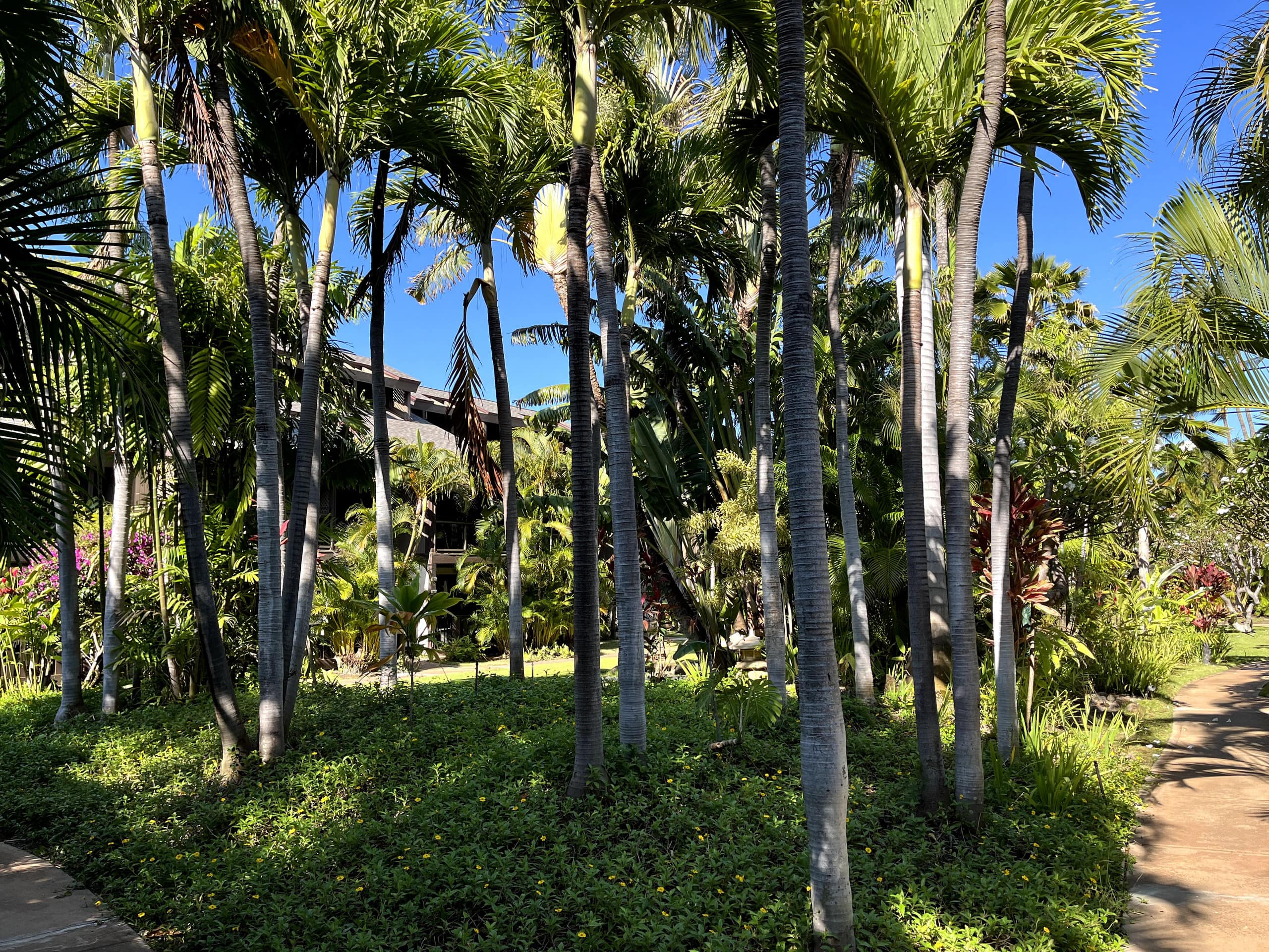 Condo in Kihei · ★4.94 · 1 bedroom · 2 beds · 1 private bath - Image 49