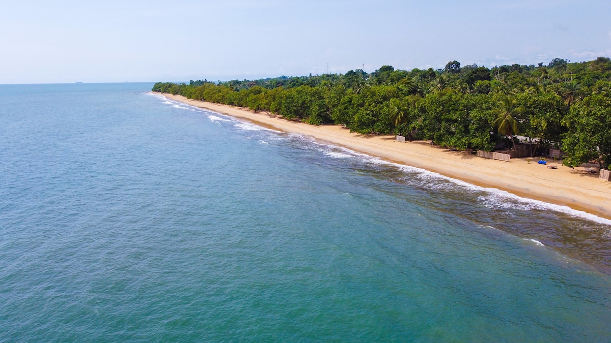 A serene coastline is displayed, featuring soft sandy shores that gently meet clear blue waters. Lush greenery lines the beach, providing a natural backdrop, while the horizon offers a glimpse of endless ocean, creating a tranquil and inviting seaside atmosphere.