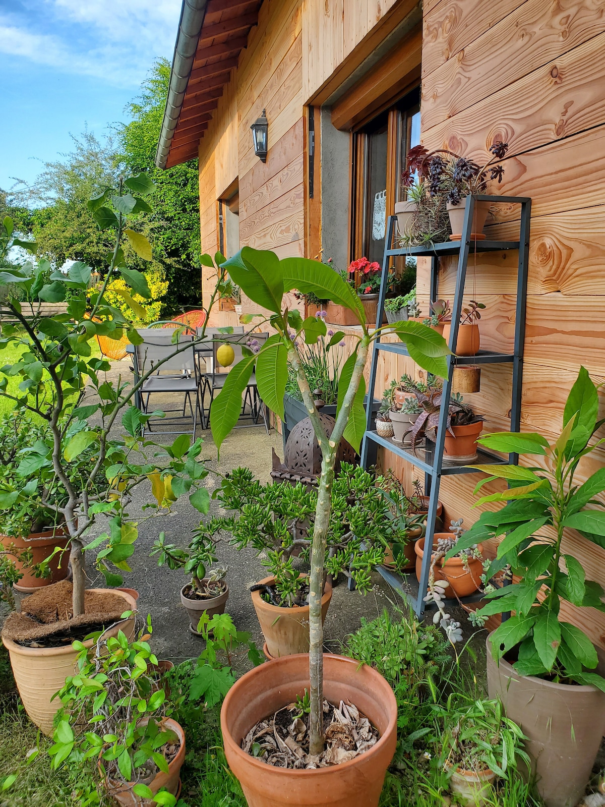 A small outdoor area features a variety of potted plants, including trees and shrubs, enhancing the natural environment. A set of metal chairs and a table can be seen beside the house, inviting relaxation in this tranquil space.