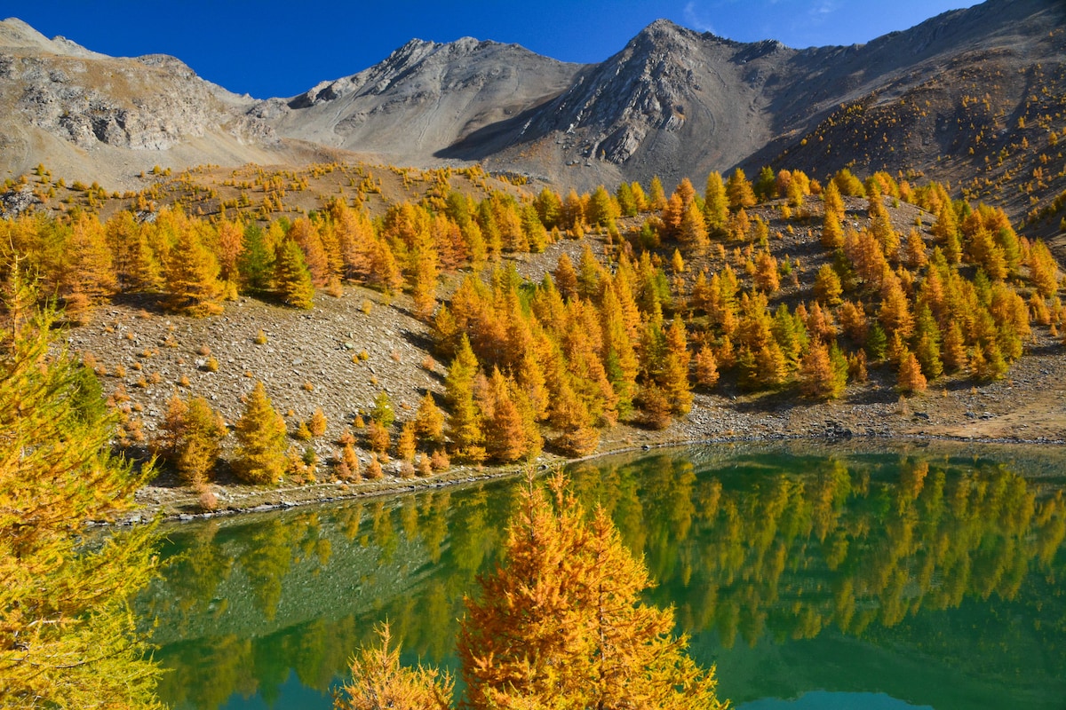 A serene alpine landscape features golden larch trees surrounding a tranquil lake. The mountains rise in the background, showing rocky textures and patches of greenery. The calm water reflects the vibrant autumn colors and the clear blue sky above.