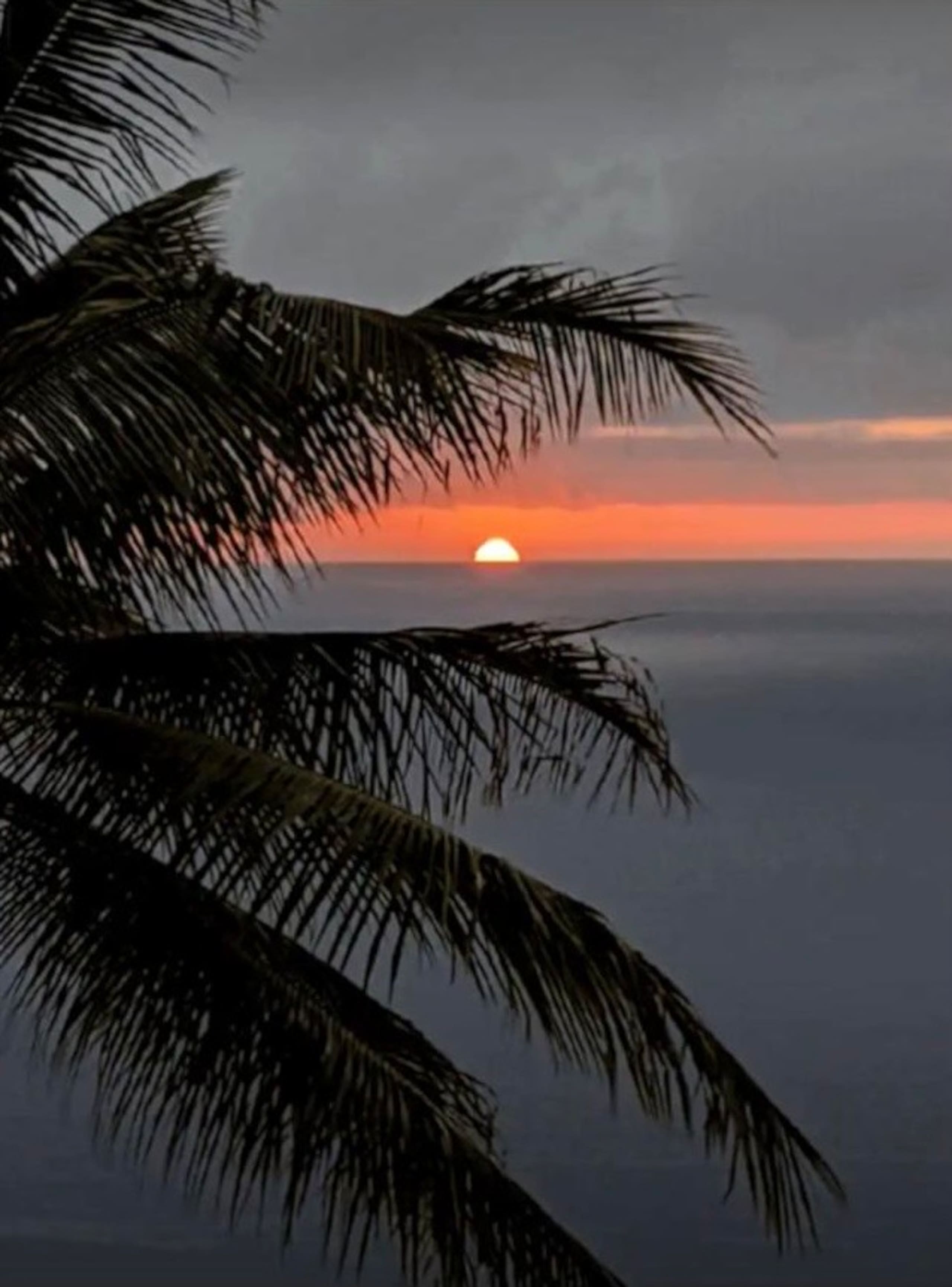 Live The Tropical Dream - Photo 36