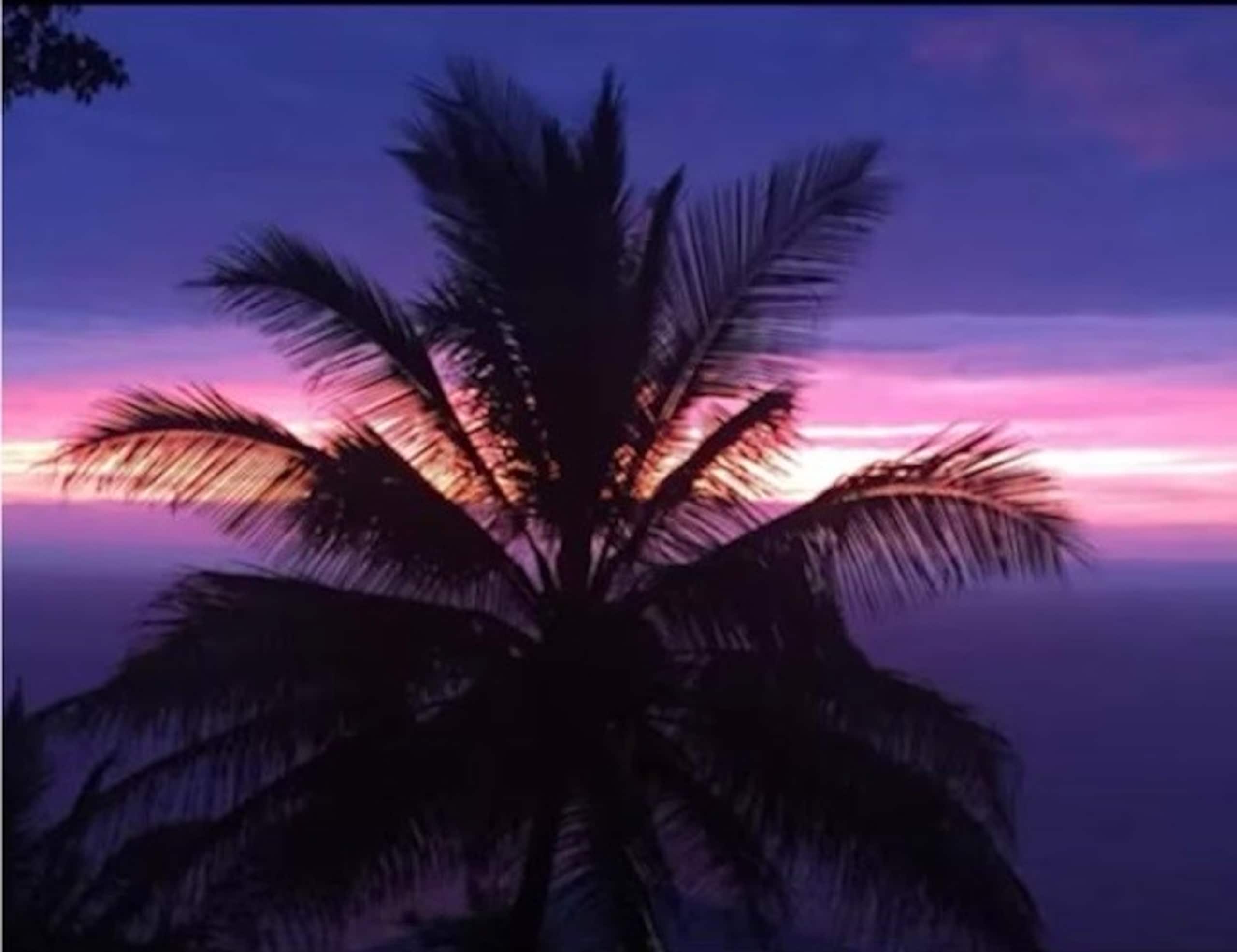Live The Tropical Dream - Photo 35