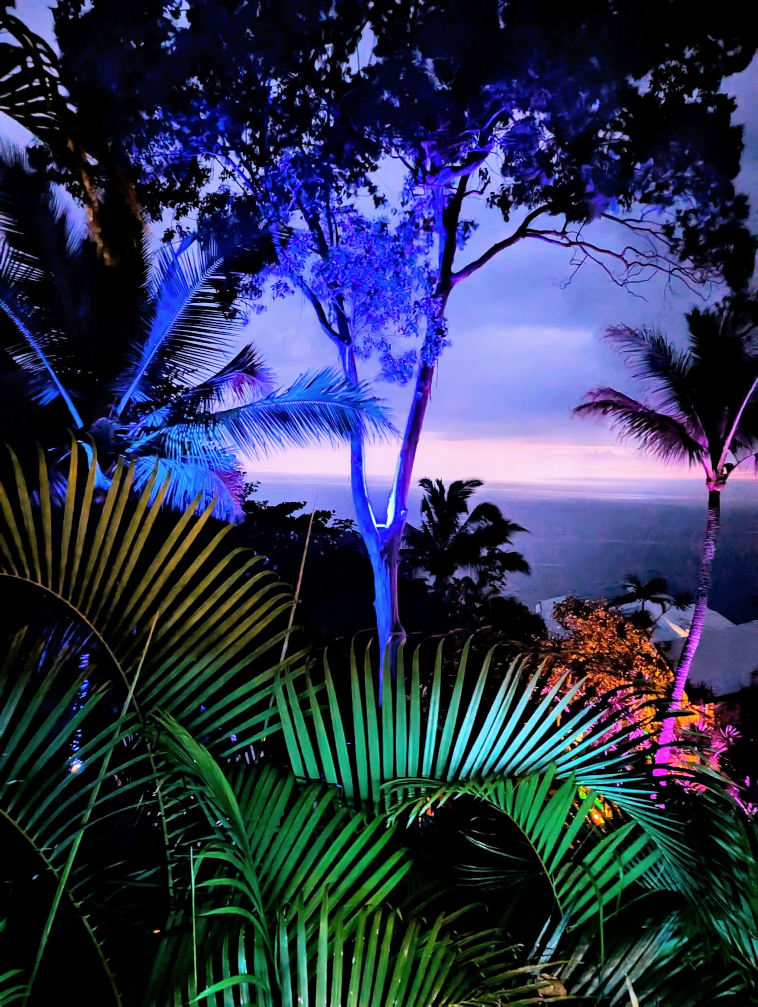 Live The Tropical Dream - Photo 34