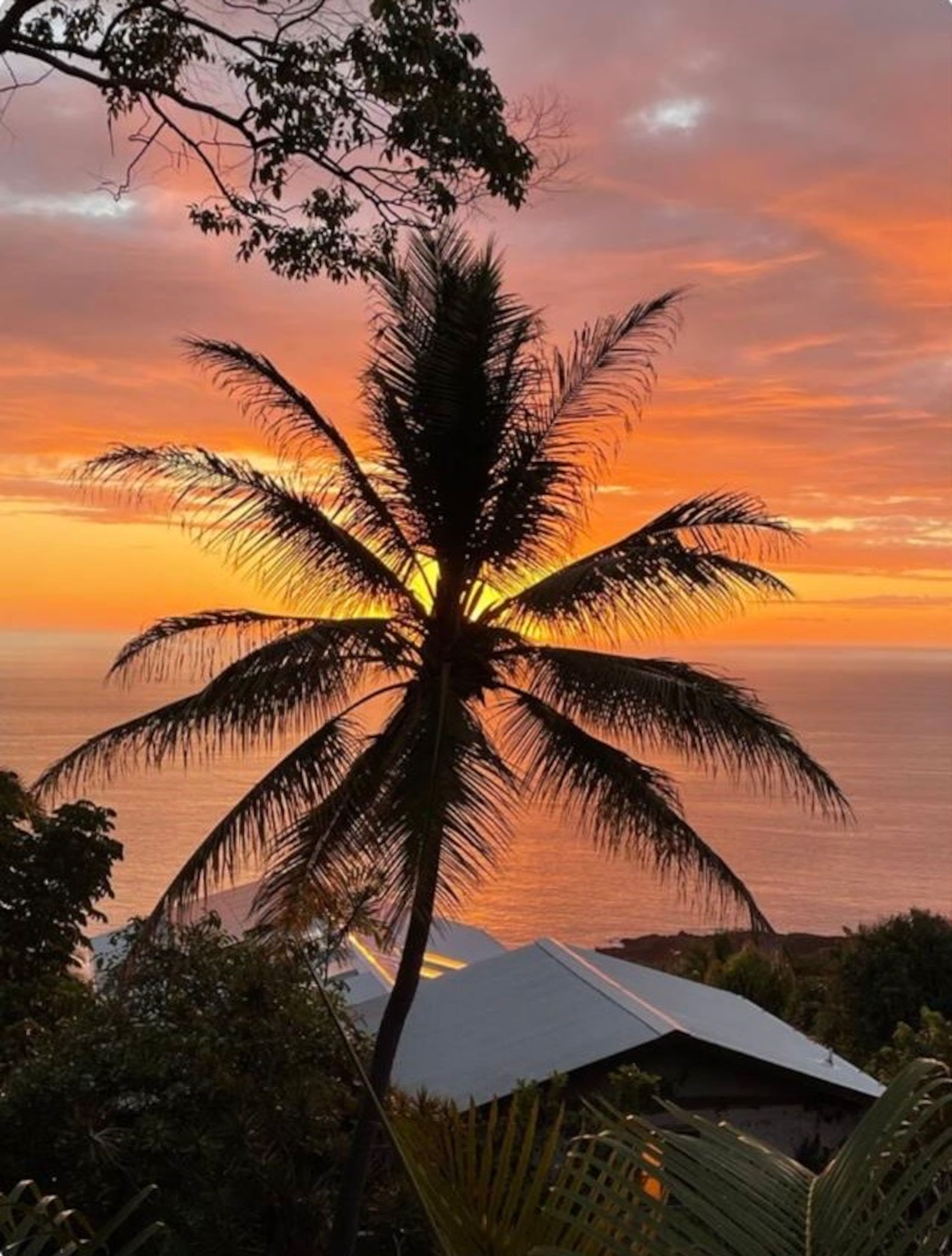 Live The Tropical Dream - Photo 37
