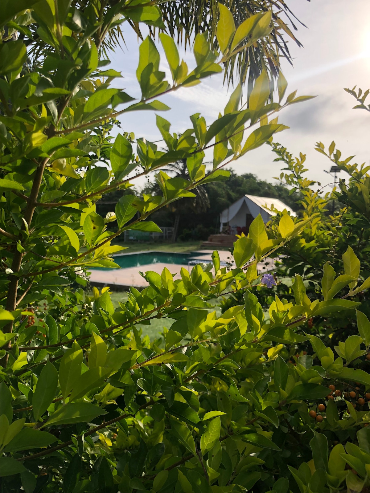 Lush green foliage frames a serene view of the pool, with sunlight filtering through the leaves. A tented room is visible in the background, surrounded by vibrant greenery that enhances the rural ambiance.