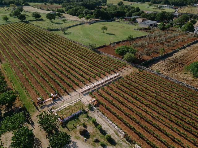 Trulli Loco – Villaggio privato con piscina gallery image 5