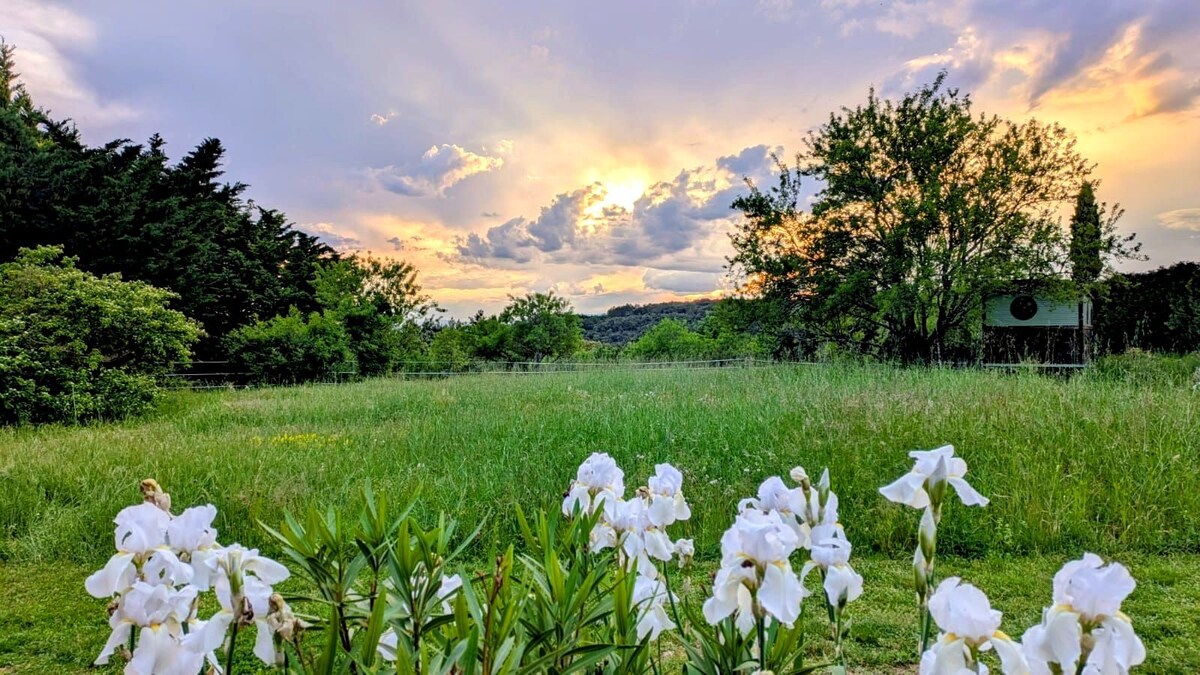 A vibrant green meadow is framed by tall grasses, with a cluster of white flowers in the foreground. The sky is filled with soft clouds illuminated by the warm colors of sunset, creating a serene natural landscape.