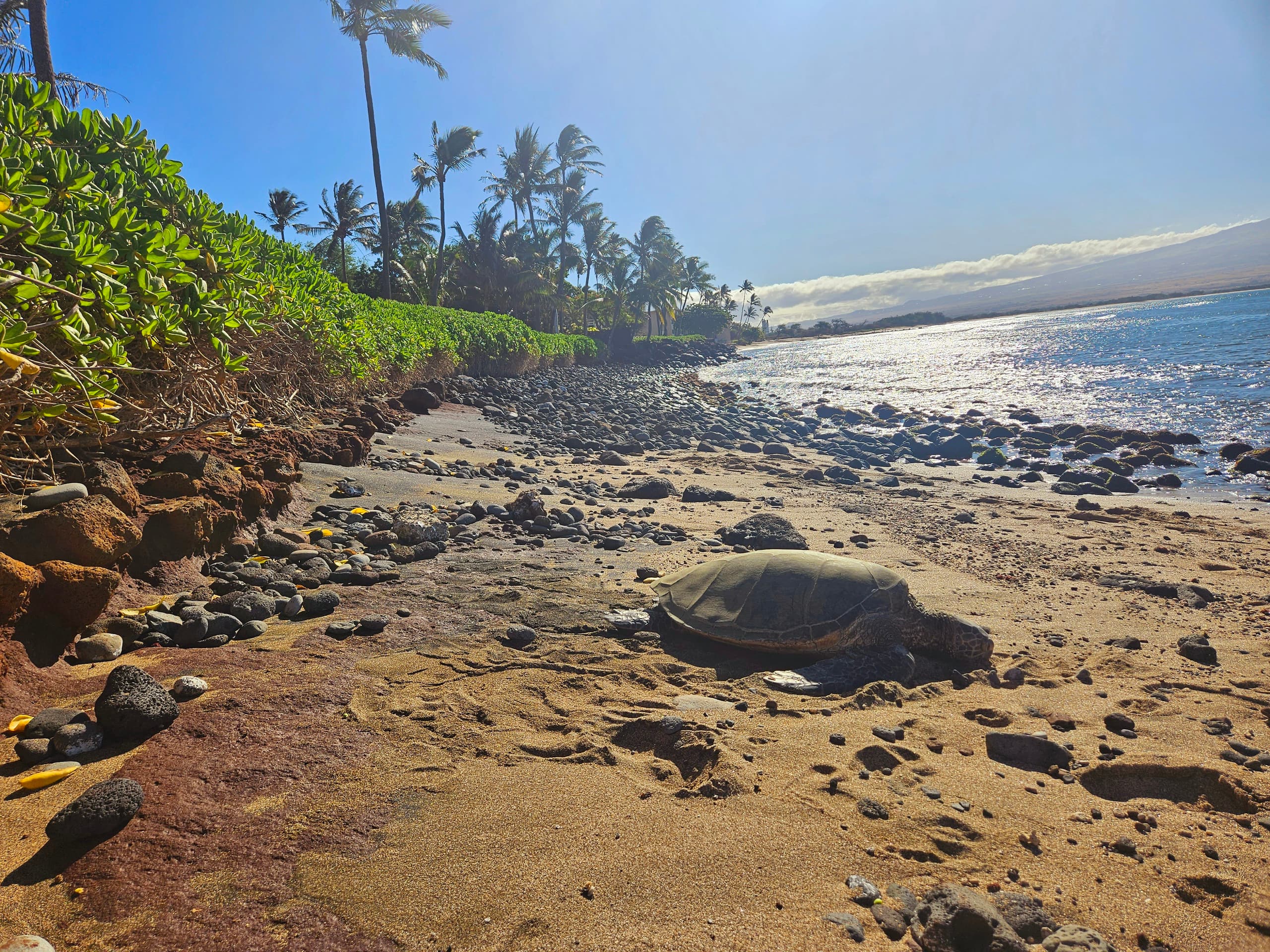 Condo in Wailuku · ★4.9 · 1 bedroom · 3 beds · 1 private bath - Image 10