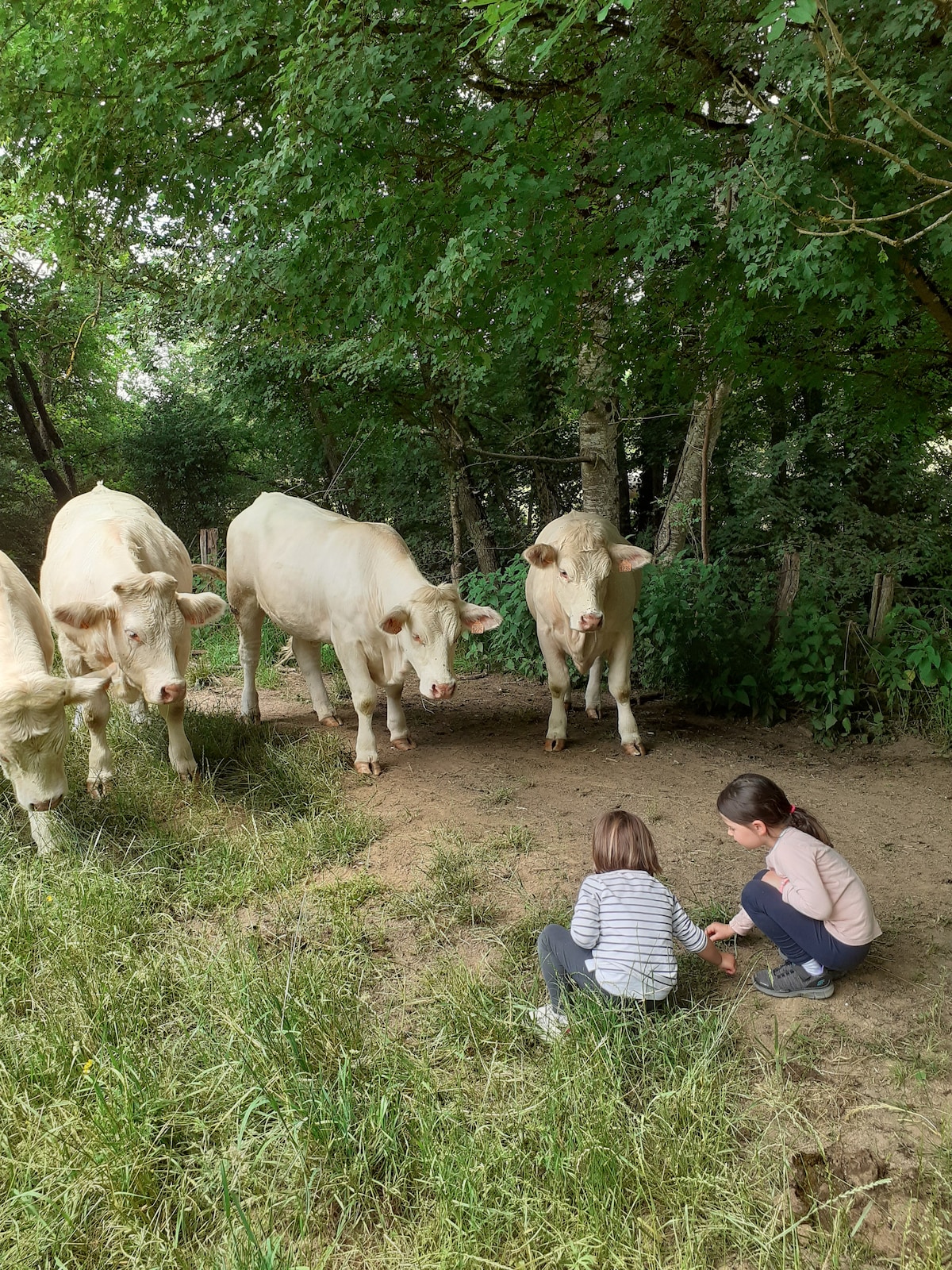Two children are seated on the ground, engaging in playfully interacting with the environment, while three white cows are observed nearby. The scene is framed by lush greenery and trees, creating a peaceful rural setting.