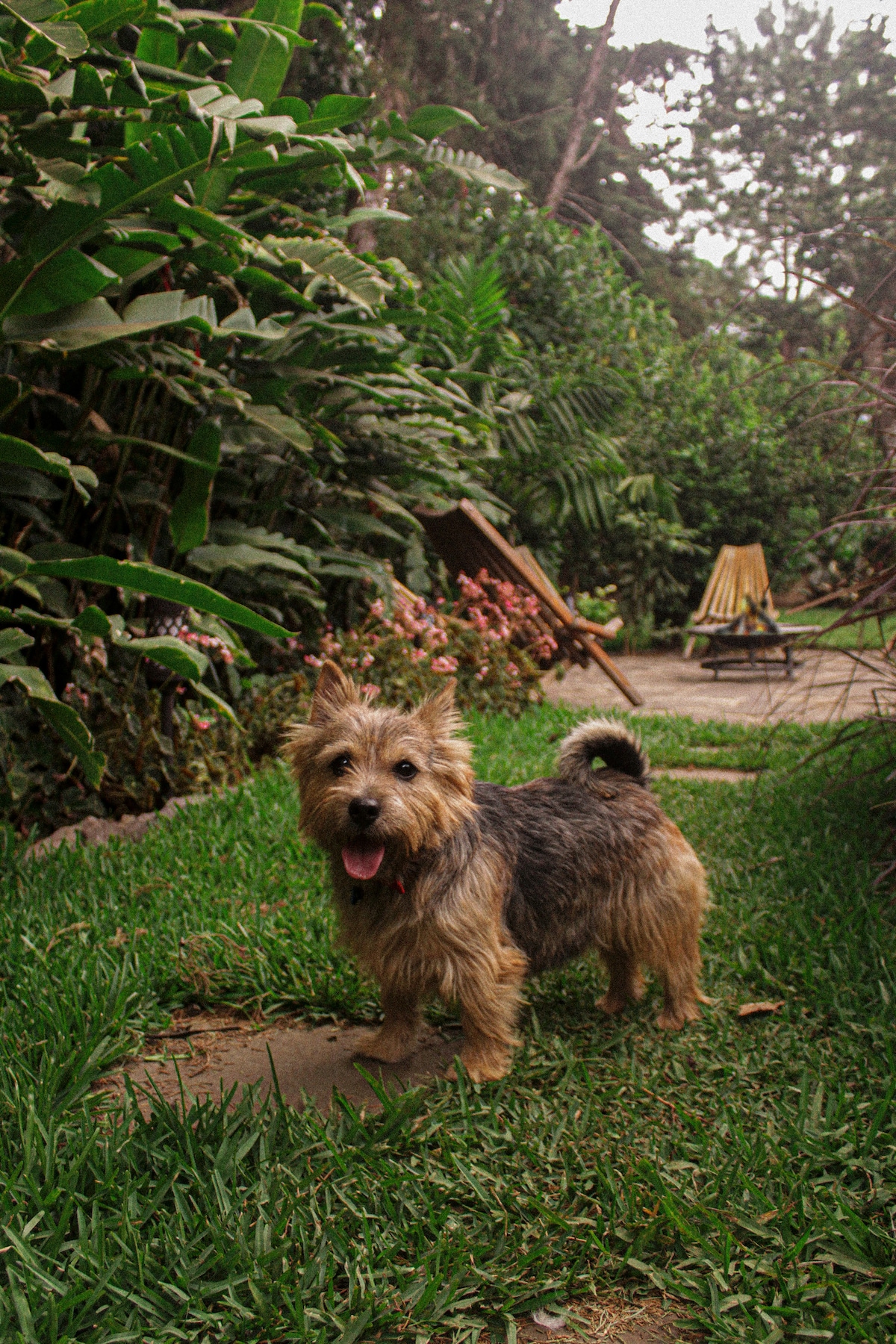 A small dog stands on a stone pathway surrounded by lush greenery. Tropical plants and flowering bushes create a natural backdrop, while a wooden chair is partially visible under the shade of nearby trees.