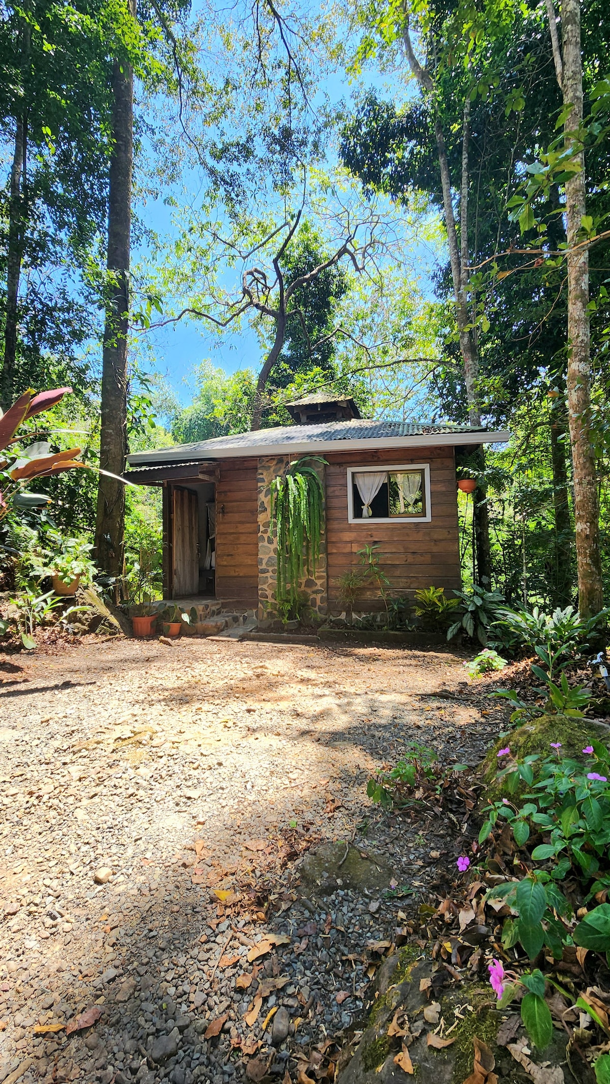 The cabin is nestled among lush greenery, surrounded by tall trees. A gravel pathway leads to the entrance, revealing natural wooden siding and a welcoming window adorned with light fabric curtains. Sunlight filters through the canopy, creating a serene outdoor atmosphere.