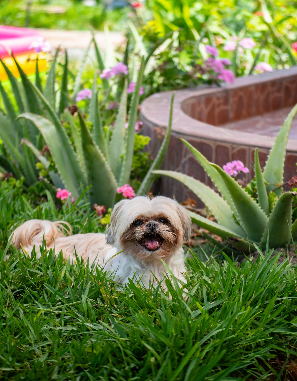 A small dog with light tan fur is resting among vibrant green grass and pink flowers. Surrounding aloe plants add texture, complementing the lush garden setting that promotes relaxation and a connection to nature.