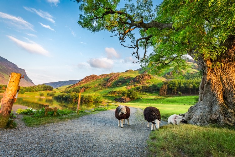 A serene landscape is depicted with gentle hills and a calm water body reflecting the sky. Two sheep graze near a large tree, while lush greenery surrounds the area. The scene captures the natural beauty of the countryside.