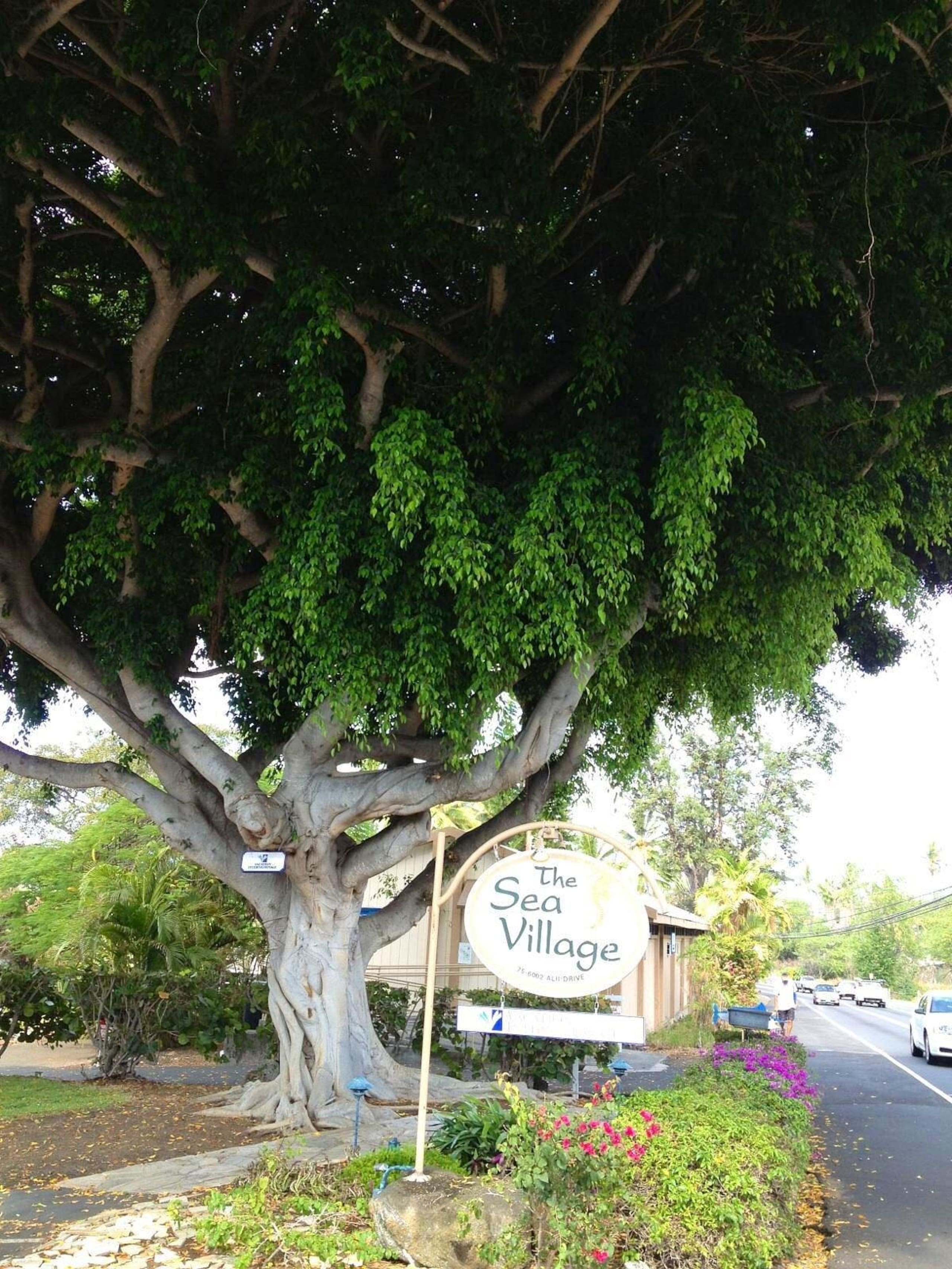 Condo in Kailua-Kona · ★4.88 · 2 bedrooms · 2 beds · 2 baths - Image 44