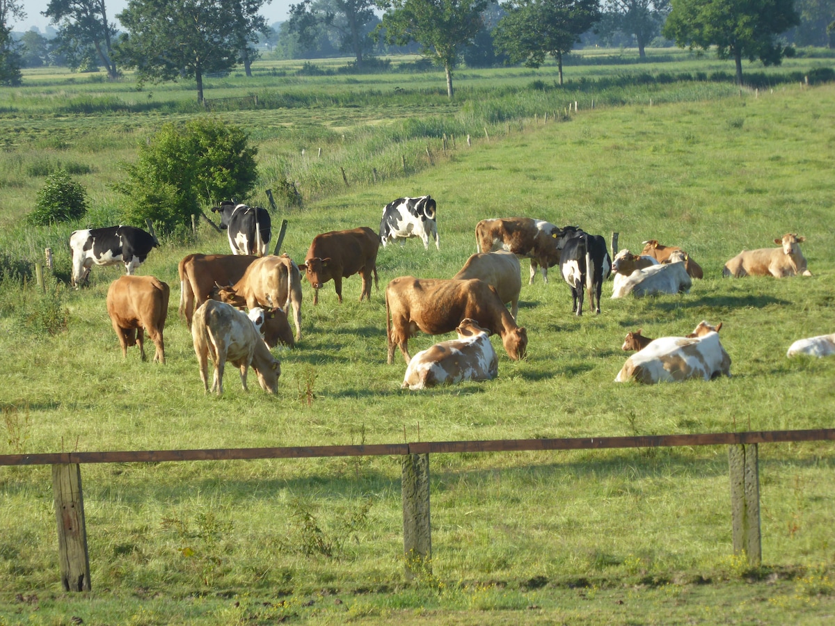 A serene pasture is filled with grazing cows of various colors, including black, white, and brown. The landscape features tall grass and scattered trees, enhancing the rural atmosphere. Fencing runs along the foreground, providing a natural boundary to the scene.