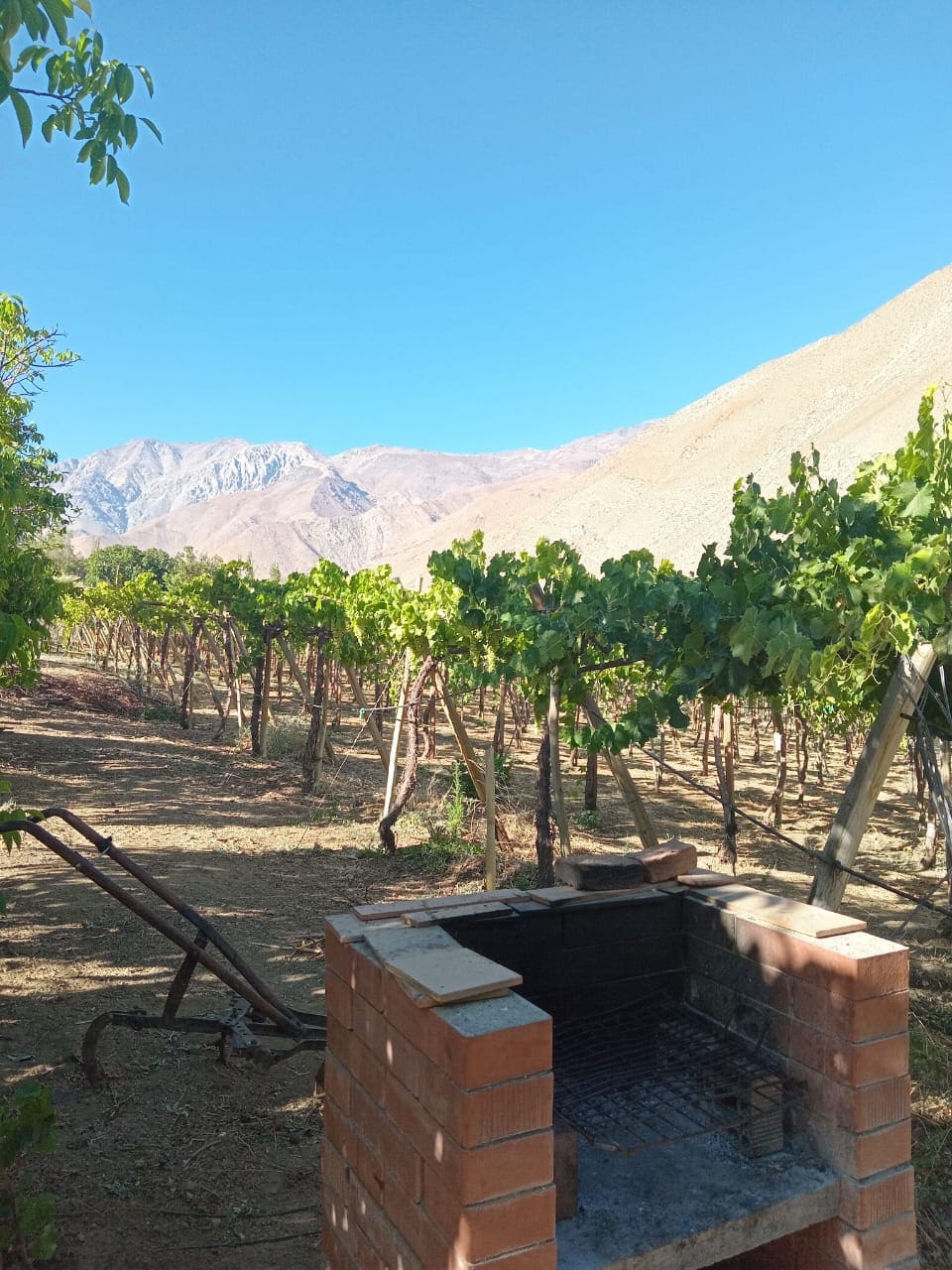 A brick barbecue stands in the foreground, surrounded by rows of lush grapevines. The backdrop features majestic mountains under a clear blue sky, enhancing the serene atmosphere of the vineyard.