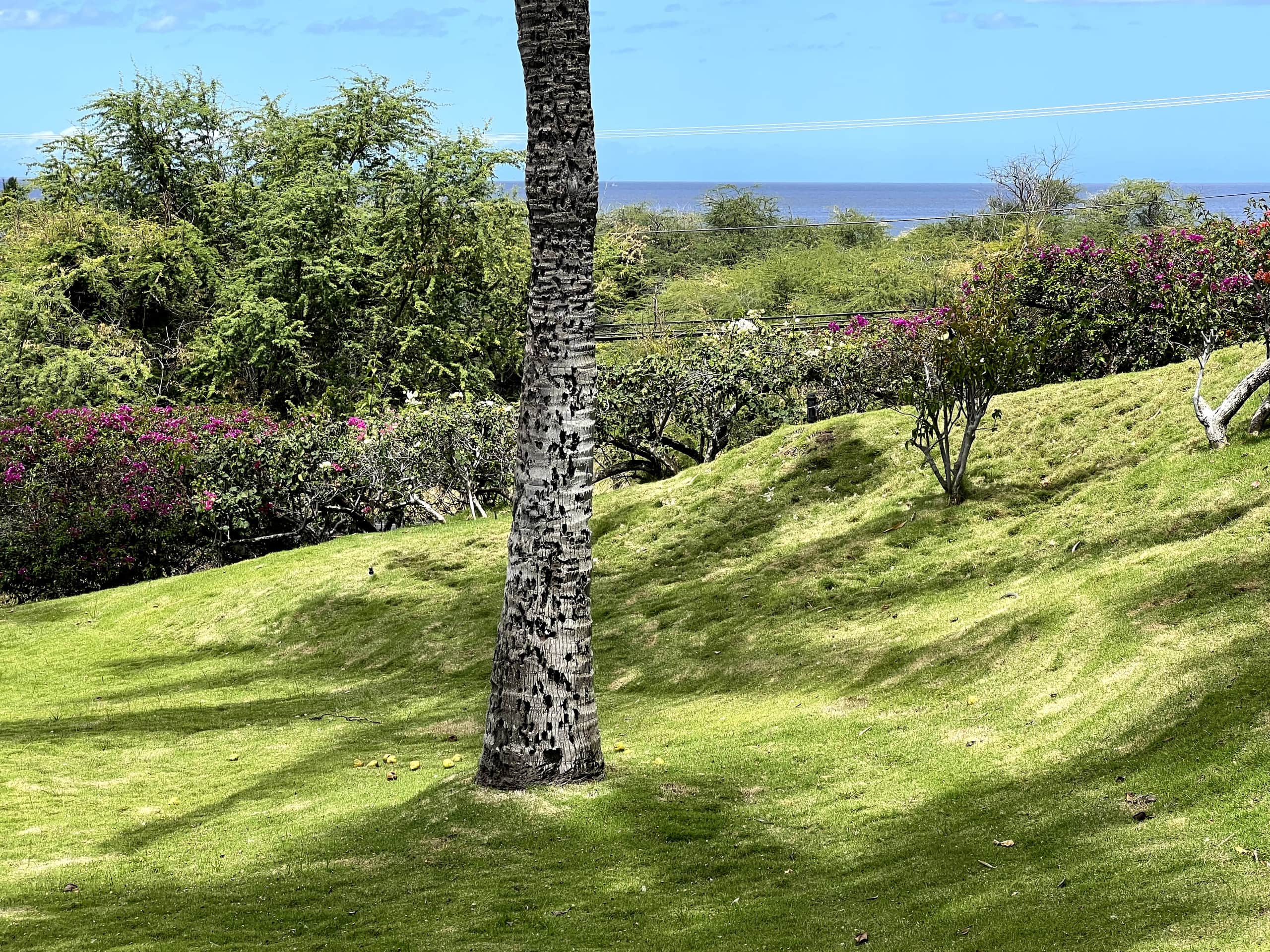 Condo in Kihei · ★5.0 · 2 bedrooms · 3 beds · 1 bath - Image 14