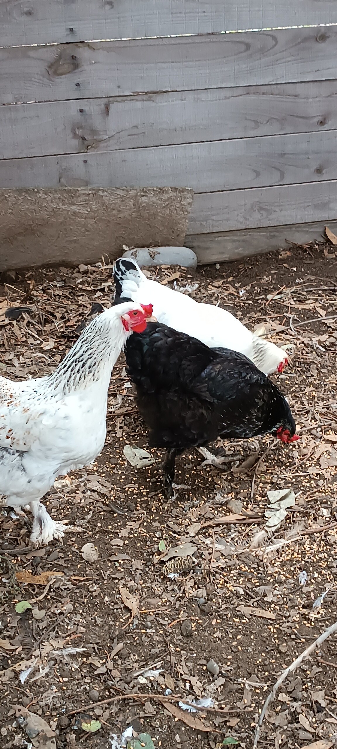 Three chickens are seen in a rustic outdoor area, surrounded by leaves and scattered feed. The chickens include a white bird with speckles, a solid black bird, and a white bird. The wooden fence in the background provides a natural setting.