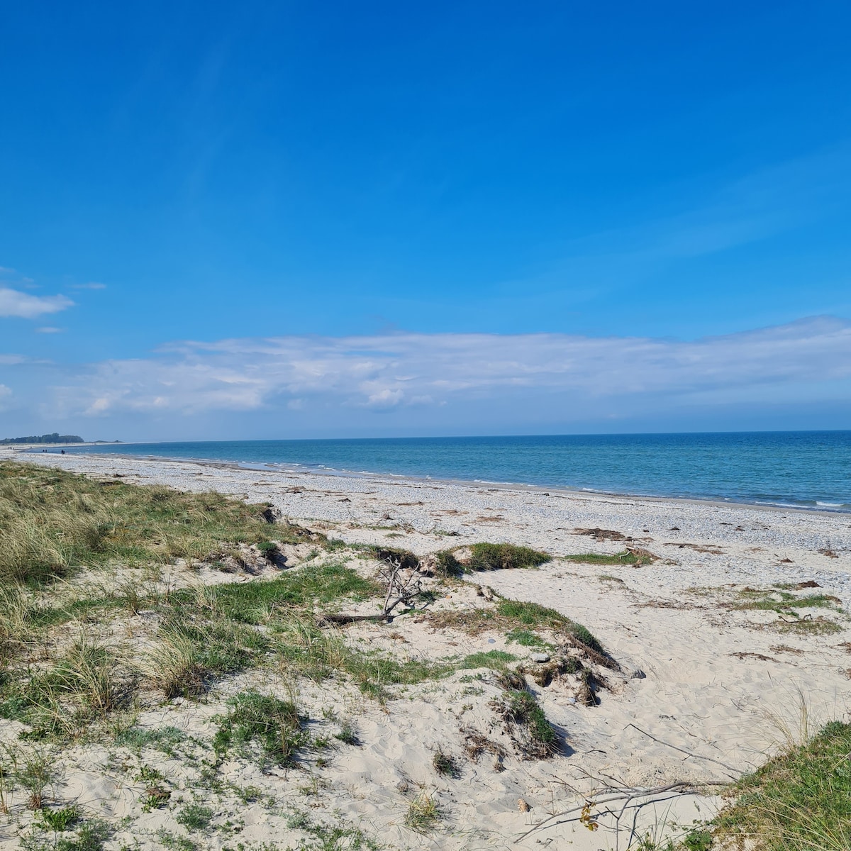 A sandy beach stretches along the shoreline, framed by gentle dunes covered with sparse grass. The calm waters reflect the clear blue sky, with distant clouds adding texture to the scene. Coastal plants are visible in the foreground, enhancing the natural landscape.
