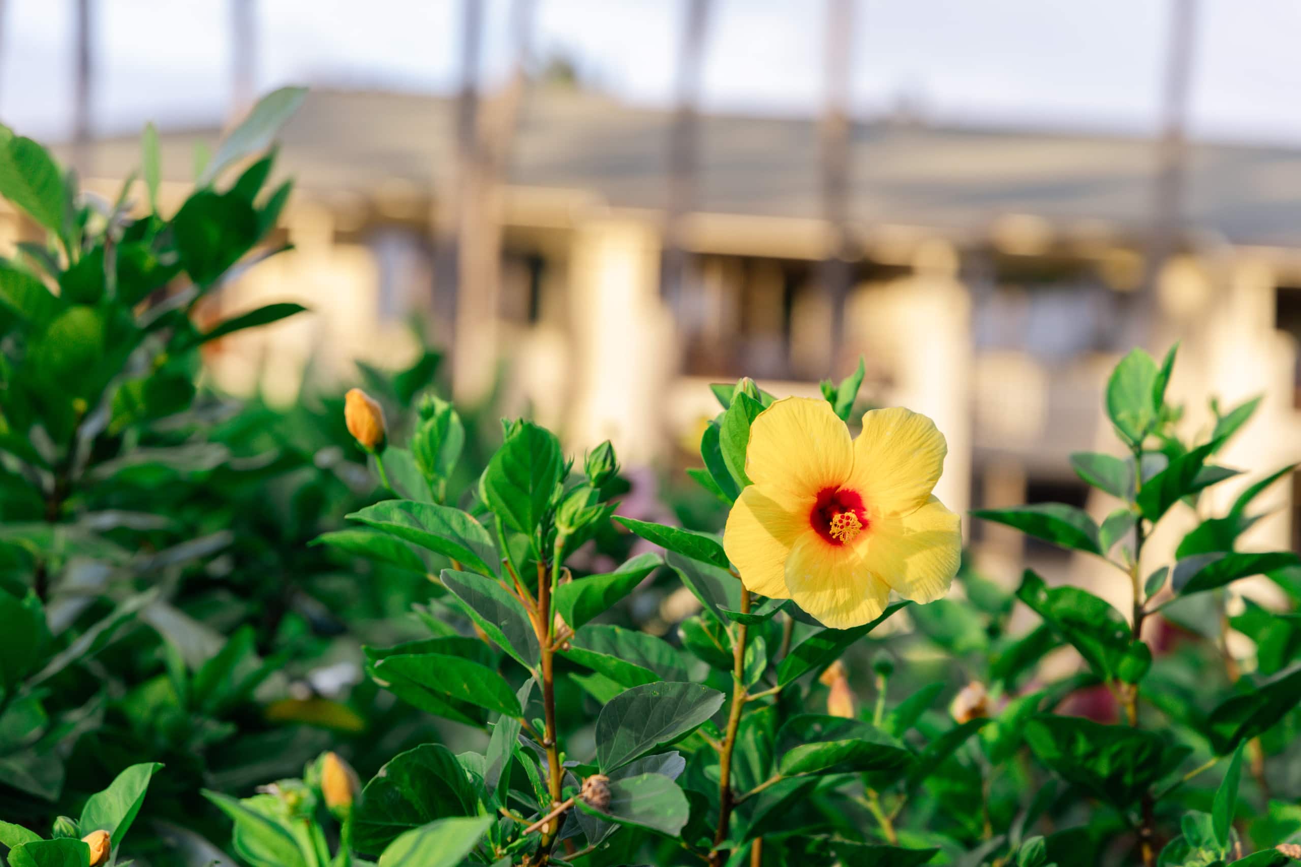 Villa in Kahuku · ★4.9 · 4 bedrooms · 8 beds · 3 private baths - Image 105