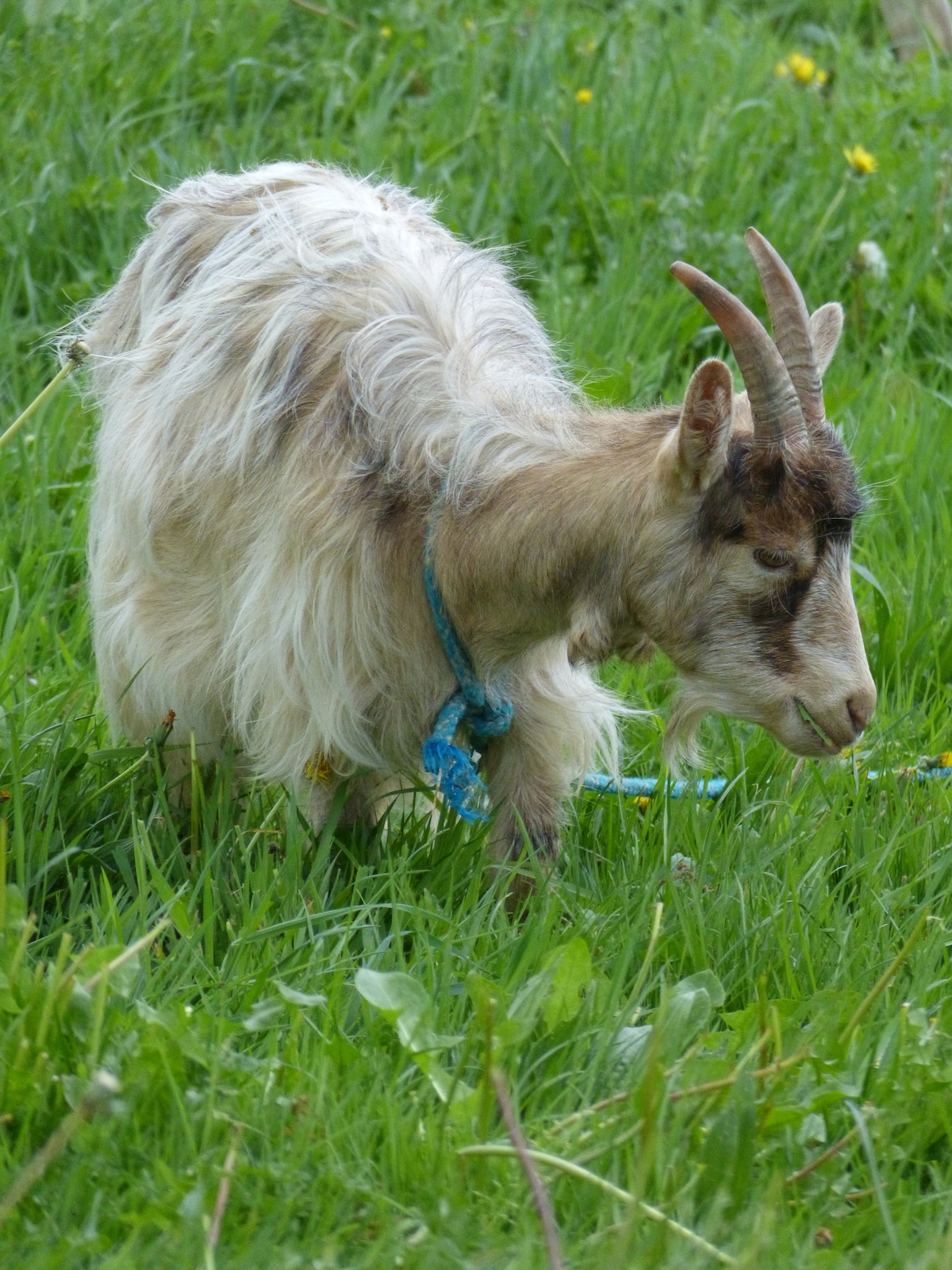 A goat grazes leisurely on lush green grass, with soft, fluffy fur and prominent horns. The animal is adorned with a blue collar, blending harmoniously with the natural surroundings, emphasizing the peaceful rural setting.