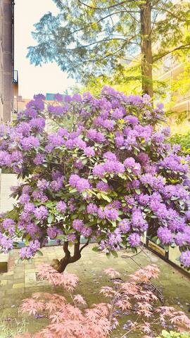 Prachtig huis in centrum aan gracht en met tuin! gallery image 5