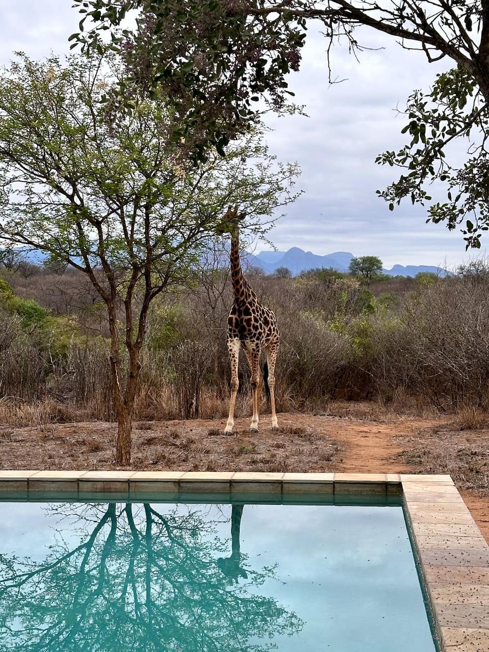 Villa Tall Horse, among the giraffes, Hoedspruit, Limpopo, South Africa, photo 9 of 10