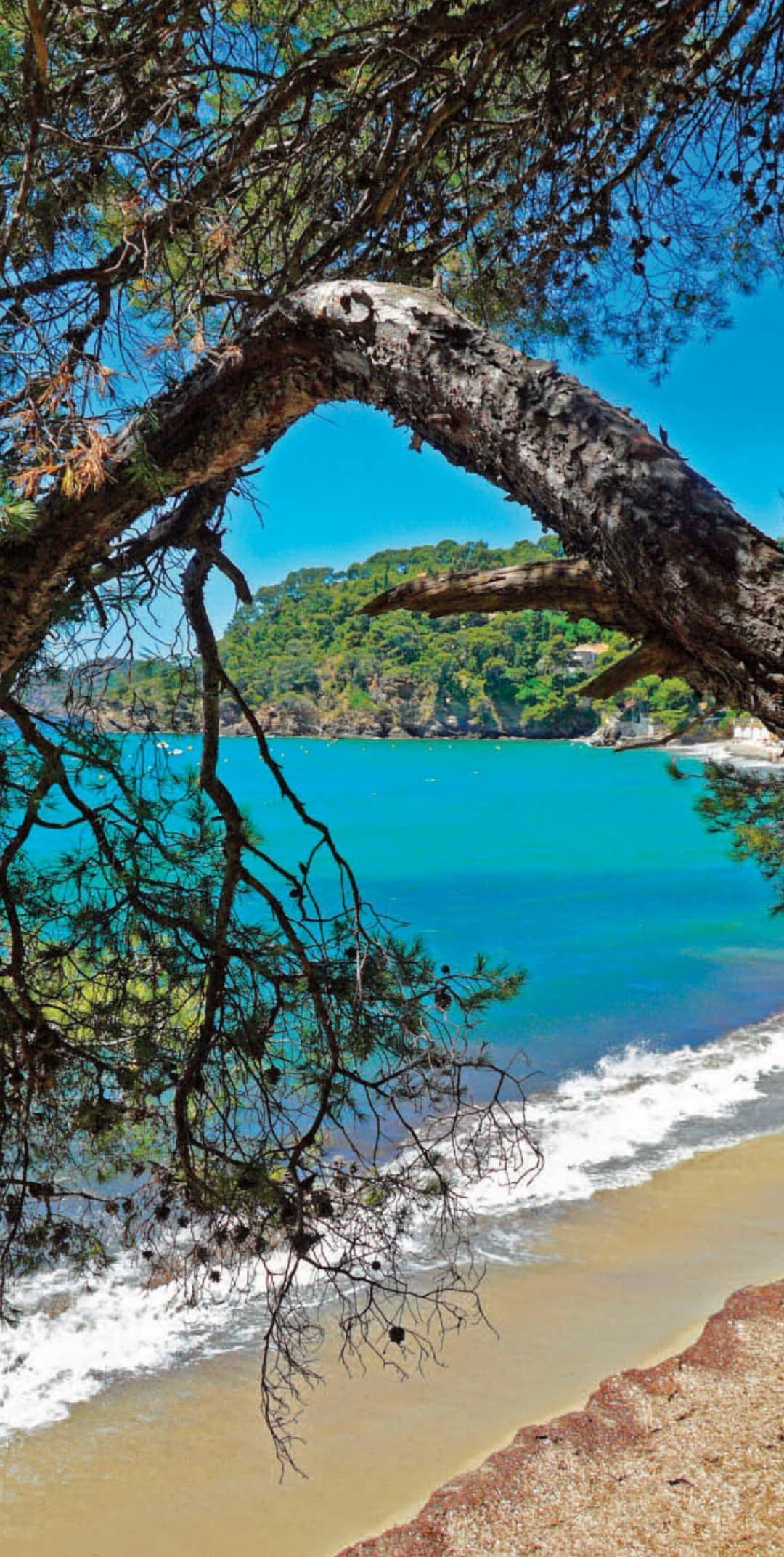 A tranquil beach scene is framed by the branches of a tree, with gentle waves washing onto the sandy shore. The clear blue water reflects sunlight, and the lush green hills can be seen in the background, creating a serene coastal atmosphere.