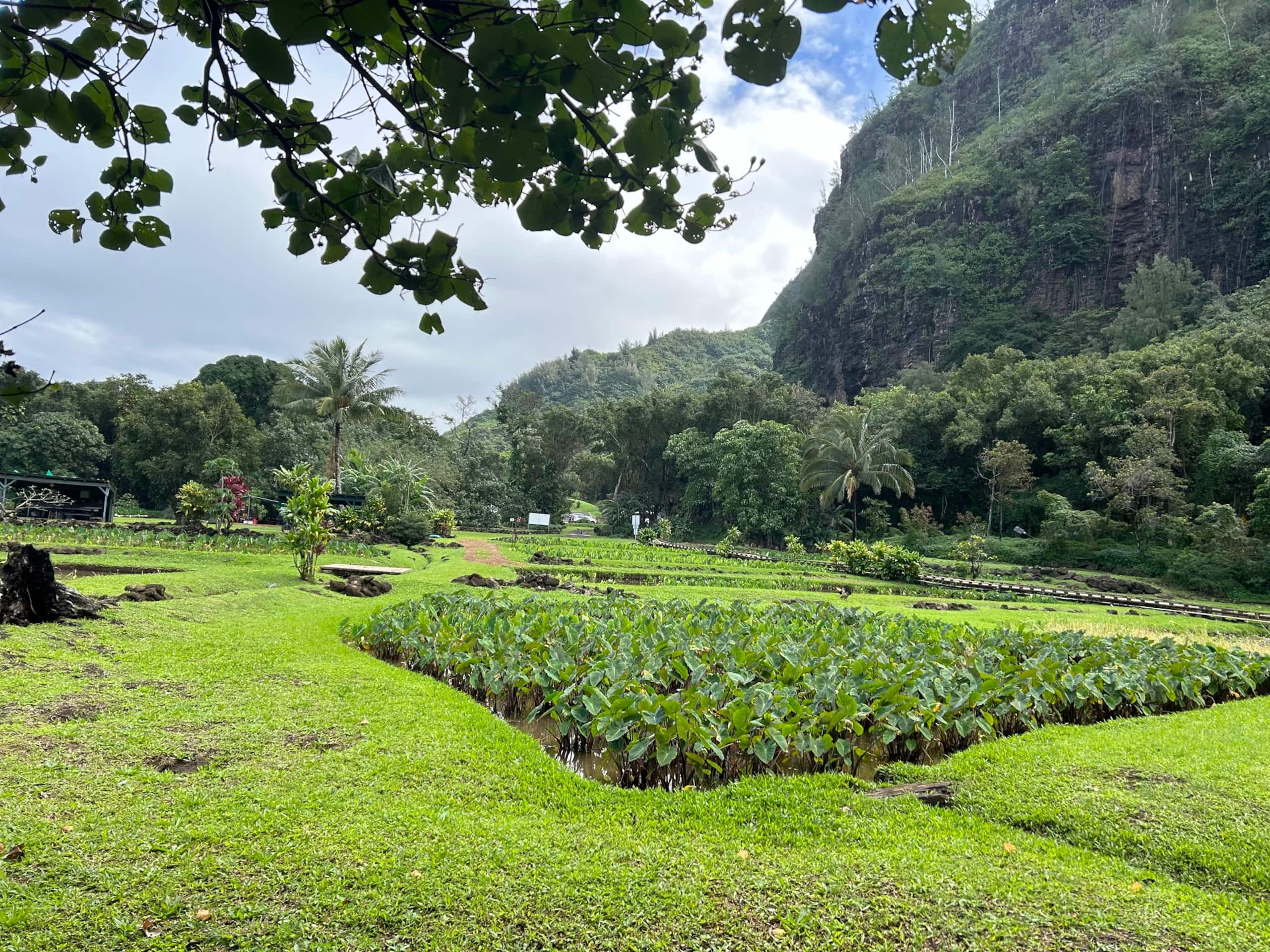 Guesthouse in Pahoa · ★4.86 · 1 bedroom · 1 bed · 1 private bath - Image 26