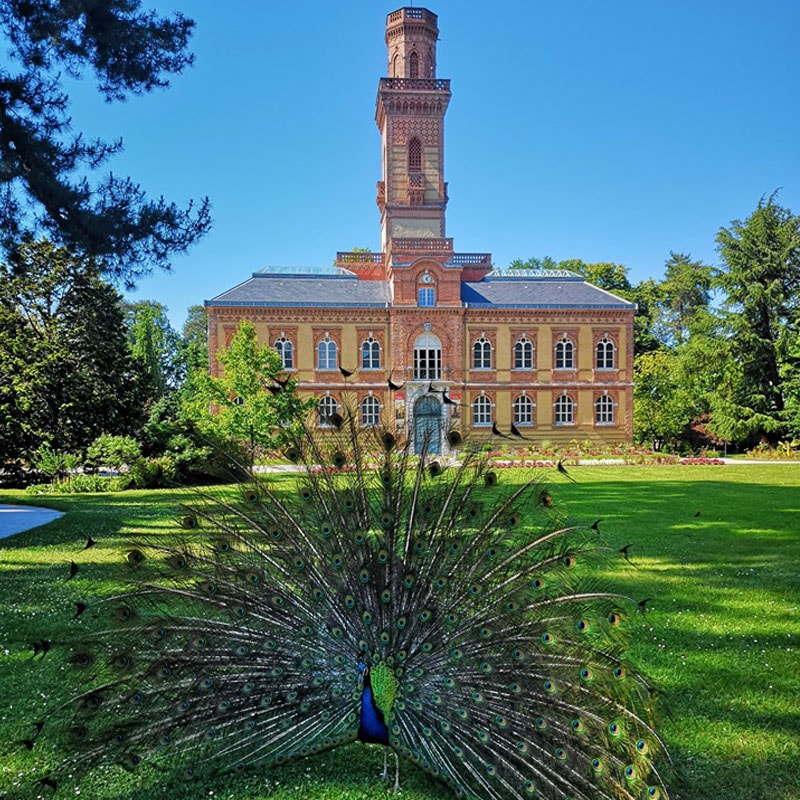 A striking building with red brick walls and ornate windows is centered against a clear blue sky. A peacock displays its colorful feathers in the foreground, with lush greenery and landscaped gardens surrounding the structure.