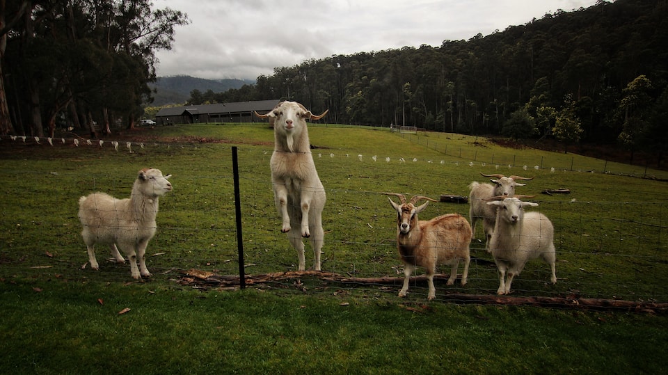 A farm cottage under the Tasmanian hills, Nicholls Rivulet, Tasmania, Australia, photo 8 of 10