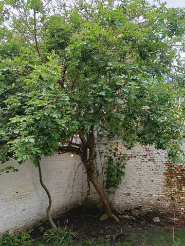 19th century house with garden gallery image 4