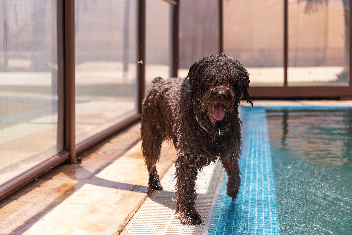 A playful dog stands on the edge of a covered swimming pool, water glistening on its fur. The surrounding area features glass panels, allowing natural light to fill the space while ensuring visibility of the pool area.