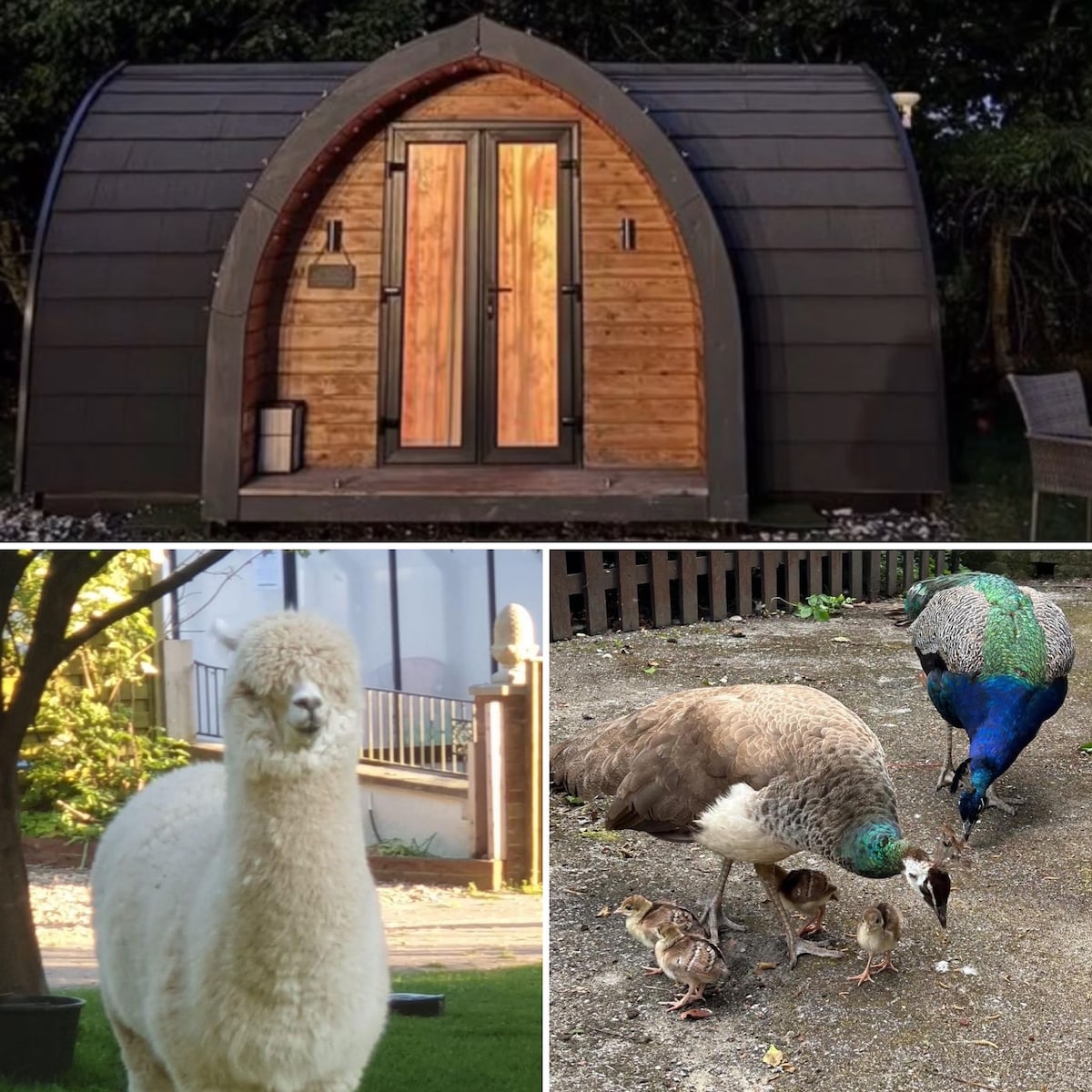 A contemporary glamping pod features a wooden exterior with arched roofing. Two entrance doors lead into the cozy space. Nearby, an alpaca stands calmly, while peacocks and a peahen are seen foraging with young chicks, highlighting the unique animal interactions.