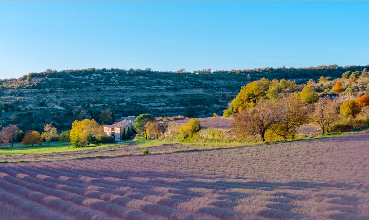 A serene landscape features rows of lavender fields in the foreground, leading to a charming 17th-century bastide partially shaded by trees. The hillside in the background displays varying hues of green and gold, indicative of a preserved natural environment.