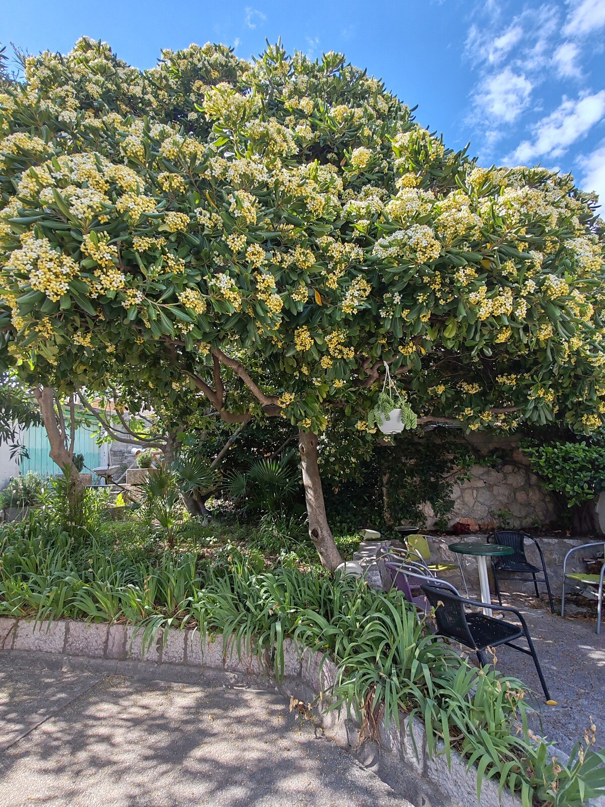A lush garden features a large flowering tree, providing shade and a serene atmosphere. Surrounding plants and greenery enhance the natural setting. Several outdoor seating arrangements are visible, inviting relaxation in a quiet outdoor space.