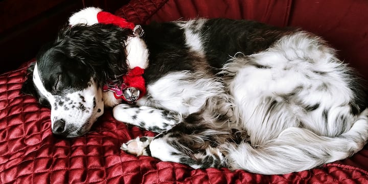 Usiku kabla ya Krismasi 'si kiumbe aliyechochea' 