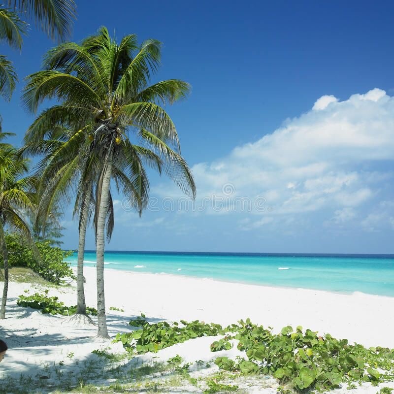 The image features a serene beach scene with soft white sand and gentle turquoise waves lapping at the shore. Lush green vegetation borders the sandy area, while tall palm trees rise prominently against a bright blue sky with sparse white clouds.