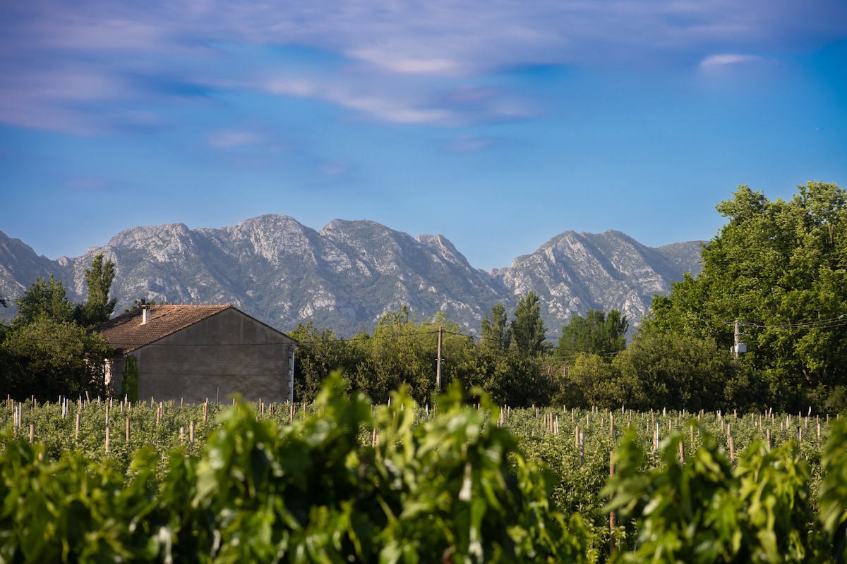A serene view of rolling hills covered with lush vegetation is presented. In the foreground, a vineyard stretches towards the horizon, while a rustic building sits adjacent. The distinctive mountain range rises majestically in the background under a clear blue sky.
