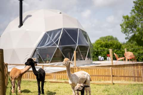 Successful Airbnb property: Glamping retreat: dome & wagon with alpacas, Devon in Coffinswell