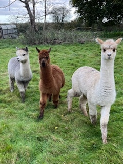 Three alpacas are seen walking across a grassy area. Their soft fur is visible in shades of gray, brown, and white. The background includes sparse trees and a gentle hillside, creating a natural farm environment.