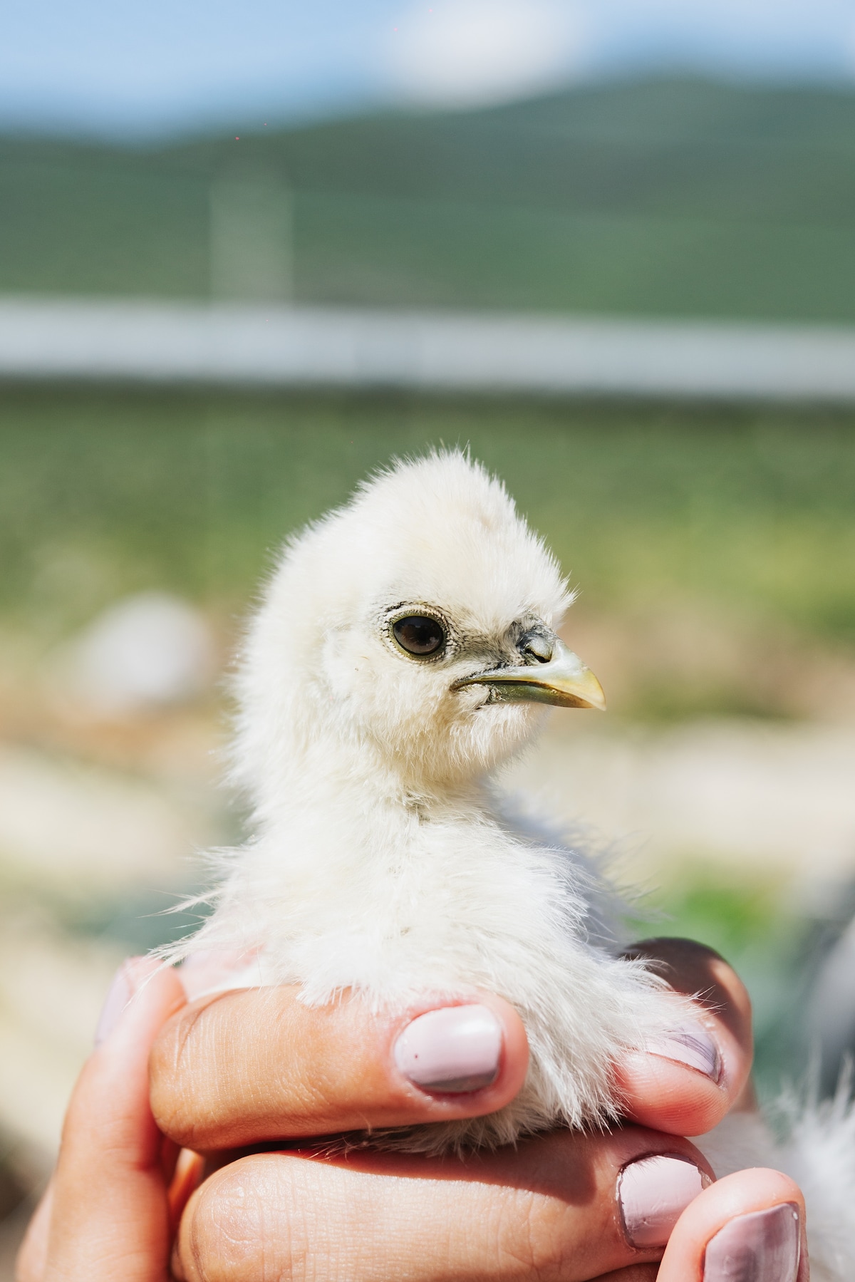 A small white chick is being held gently in a person's hand. The chick has soft feathers and a curious expression. In the background, blurred greenery and distant mountains are visible under a clear sky.