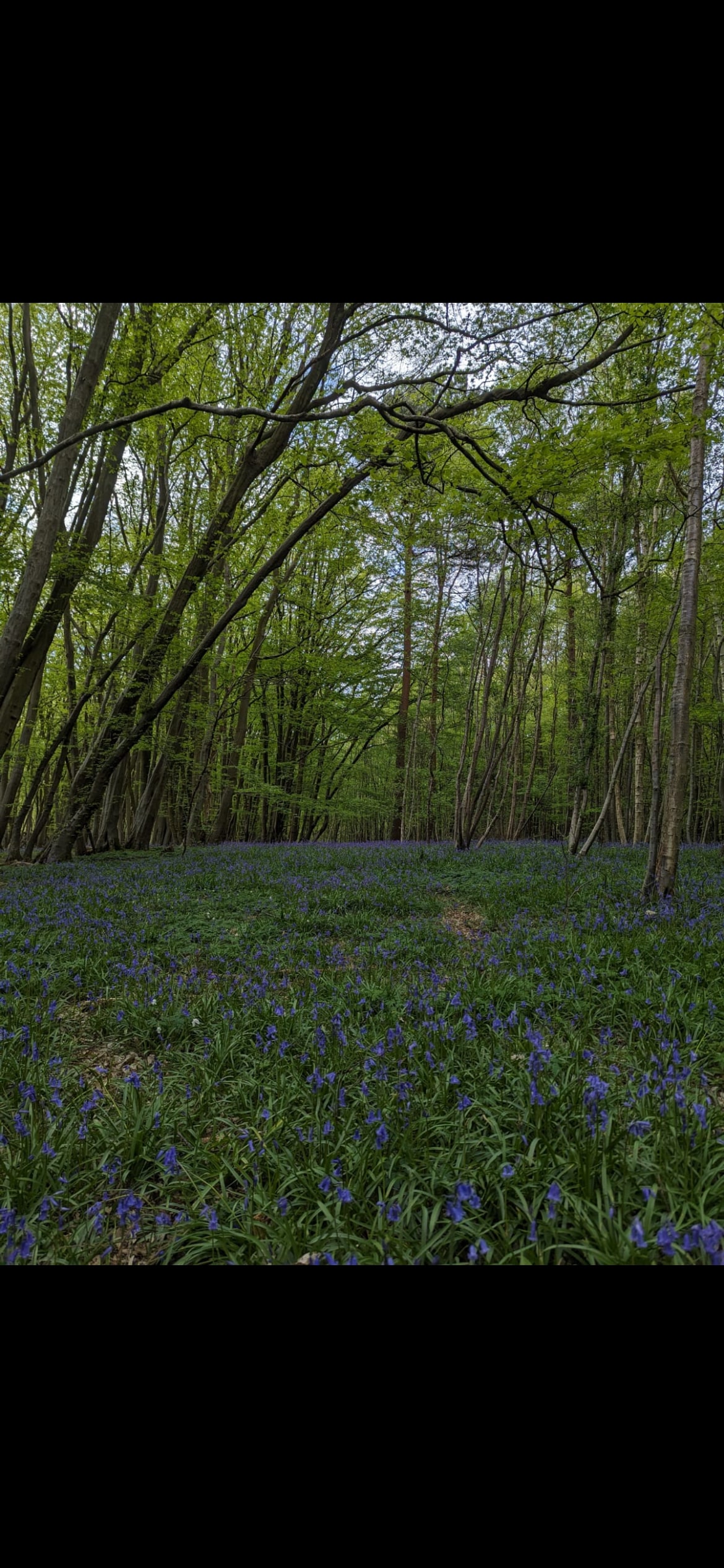 A serene woodland scene is presented, featuring tall trees with vibrant green leaves. A carpet of bluebells covers the forest floor, creating a tranquil atmosphere. Natural light filters through the leaves, illuminating the path winding through the flowers.