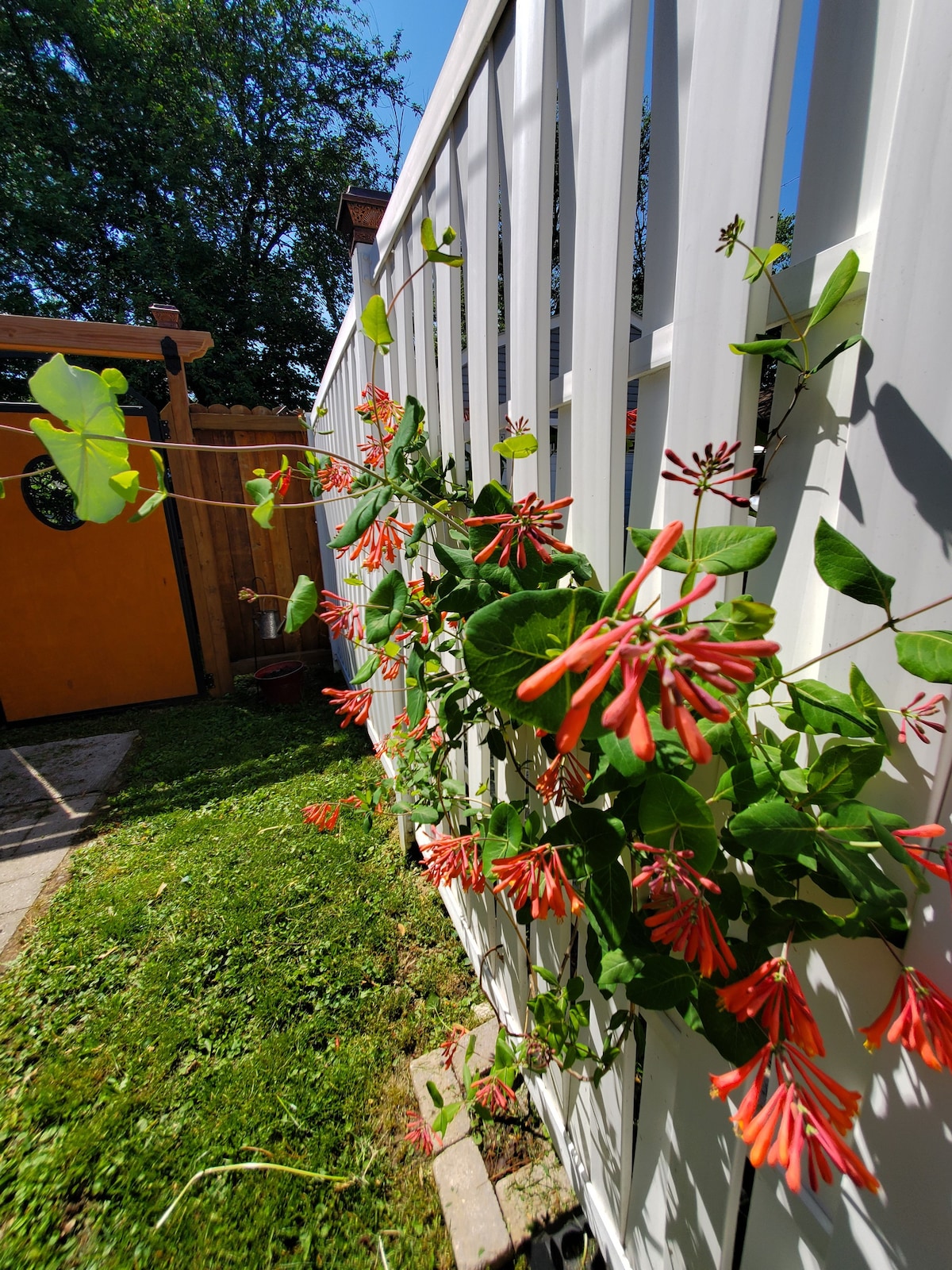 A vibrant flowering vine climbs a white wooden fence, showcasing clusters of bright orange tubular blossoms. The lush green leaves provide a contrasting backdrop. Sunlight filters through the foliage, enhancing the natural beauty of the garden space in the background.