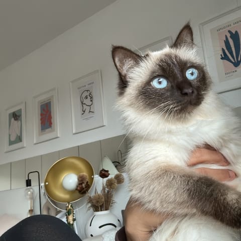 Popular Airbnb listing: Cozy Studio with Friendly Cats in Neustadt