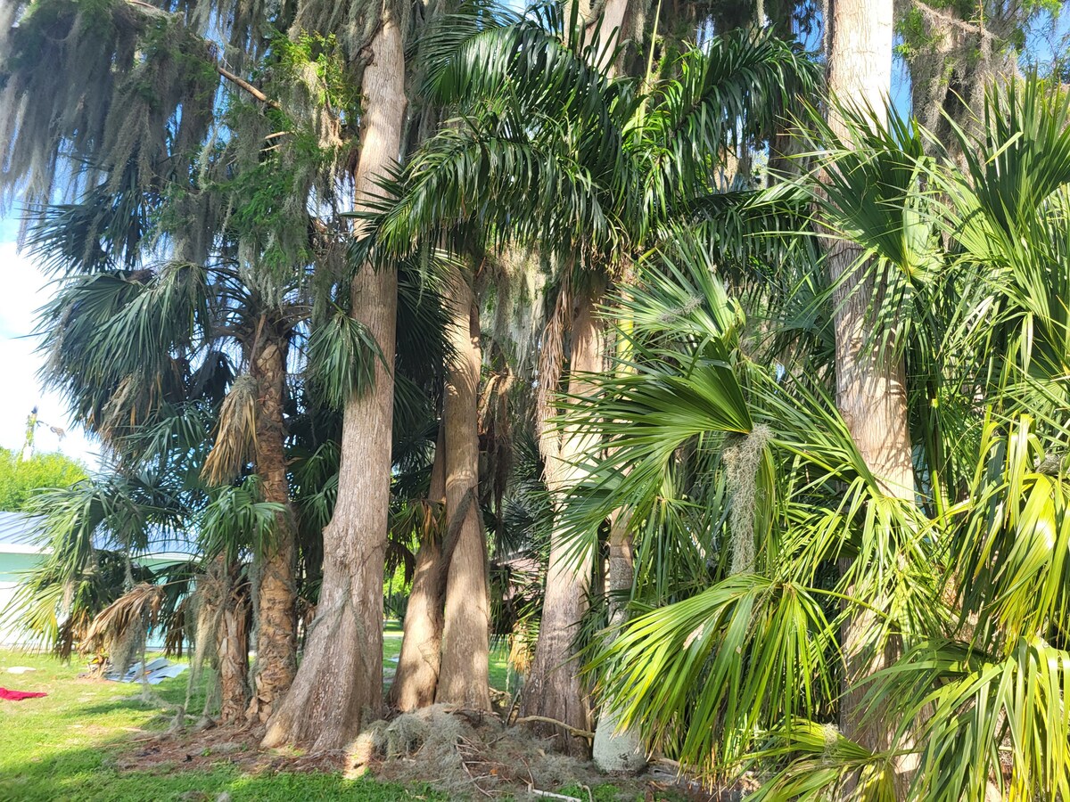 A cluster of tall trees features a mix of palm and moss-covered varieties, creating a natural backdrop. Lush green foliage surrounds the area, offering shade and a serene atmosphere. Sunlight filters through the leaves, highlighting the vibrant colors of the tropical setting.