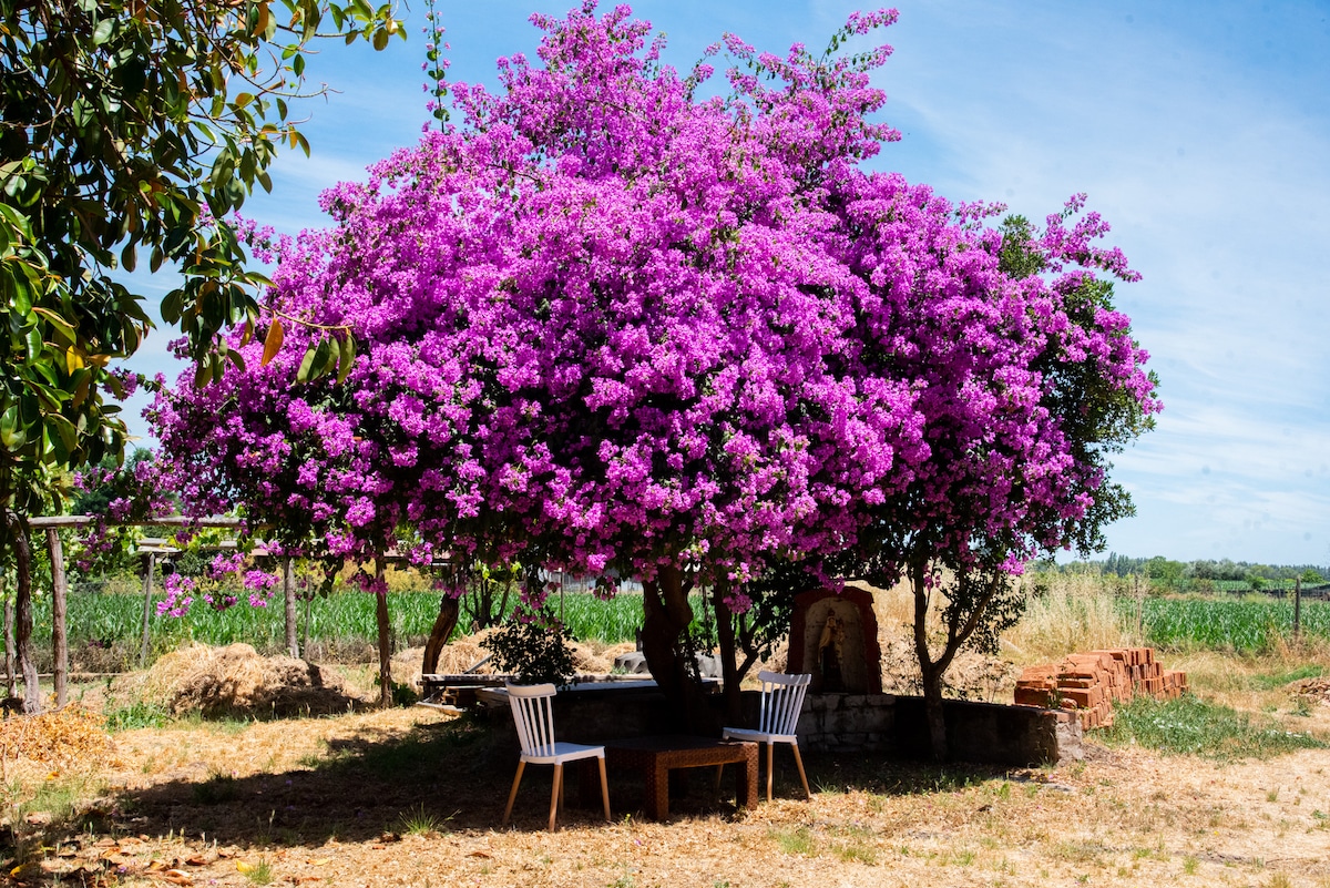 A large bougainvillea tree, full of vibrant purple flowers, provides shade to a simple outdoor seating area, which features two wooden chairs and a small table. In the background, fields of greenery are visible, completing a serene and natural setting.