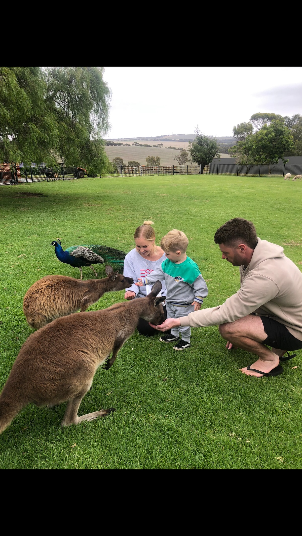 Children are seen interacting with kangaroos in a green outdoor space. Peacocks are present in the background, with trees and a fenced area visible. The scene conveys an engaging experience with wildlife in a natural setting.