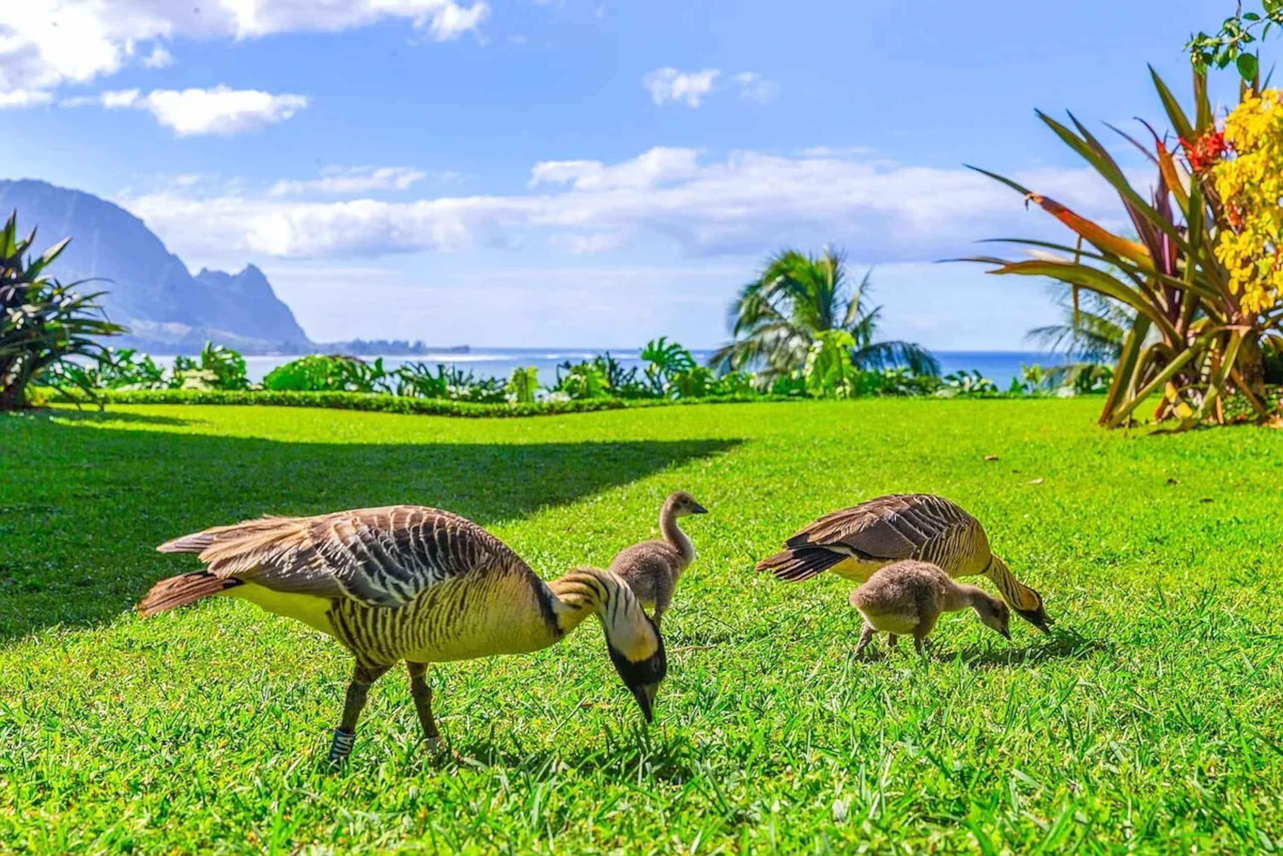 Condo in Princeville · ★4.96 · 2 bedrooms · 3 beds · 2 baths - Image 22