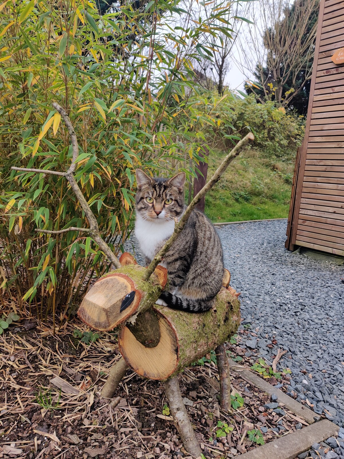 A tabby cat is comfortably perched on a whimsical log figure resembling a reindeer. The surrounding area features lush greenery and a gravel pathway, creating a charming garden setting near the wooden structure in the background.